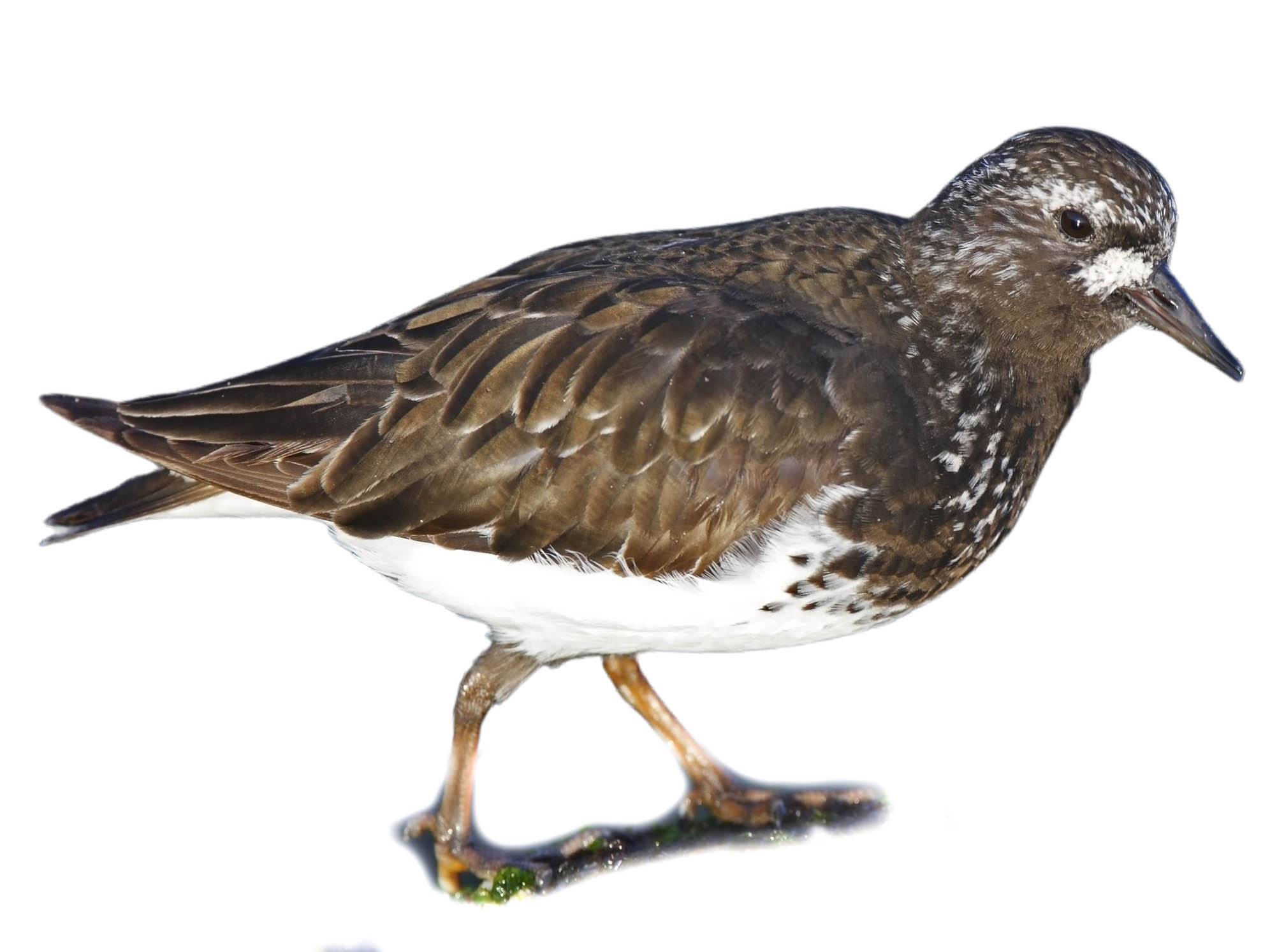 A photo of a Black Turnstone (Arenaria melanocephala)