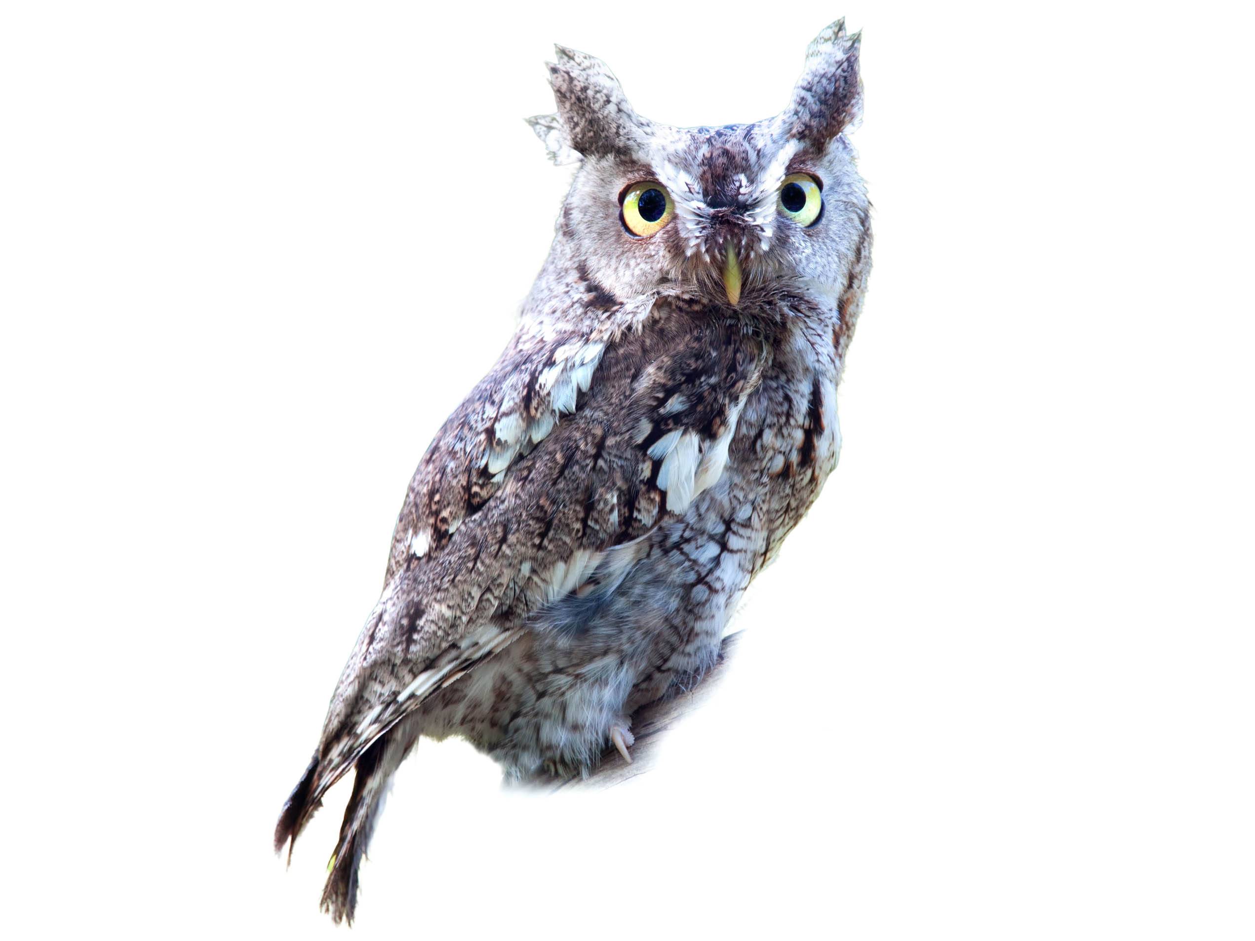 A photo of a Eastern Screech Owl (Megascops asio)