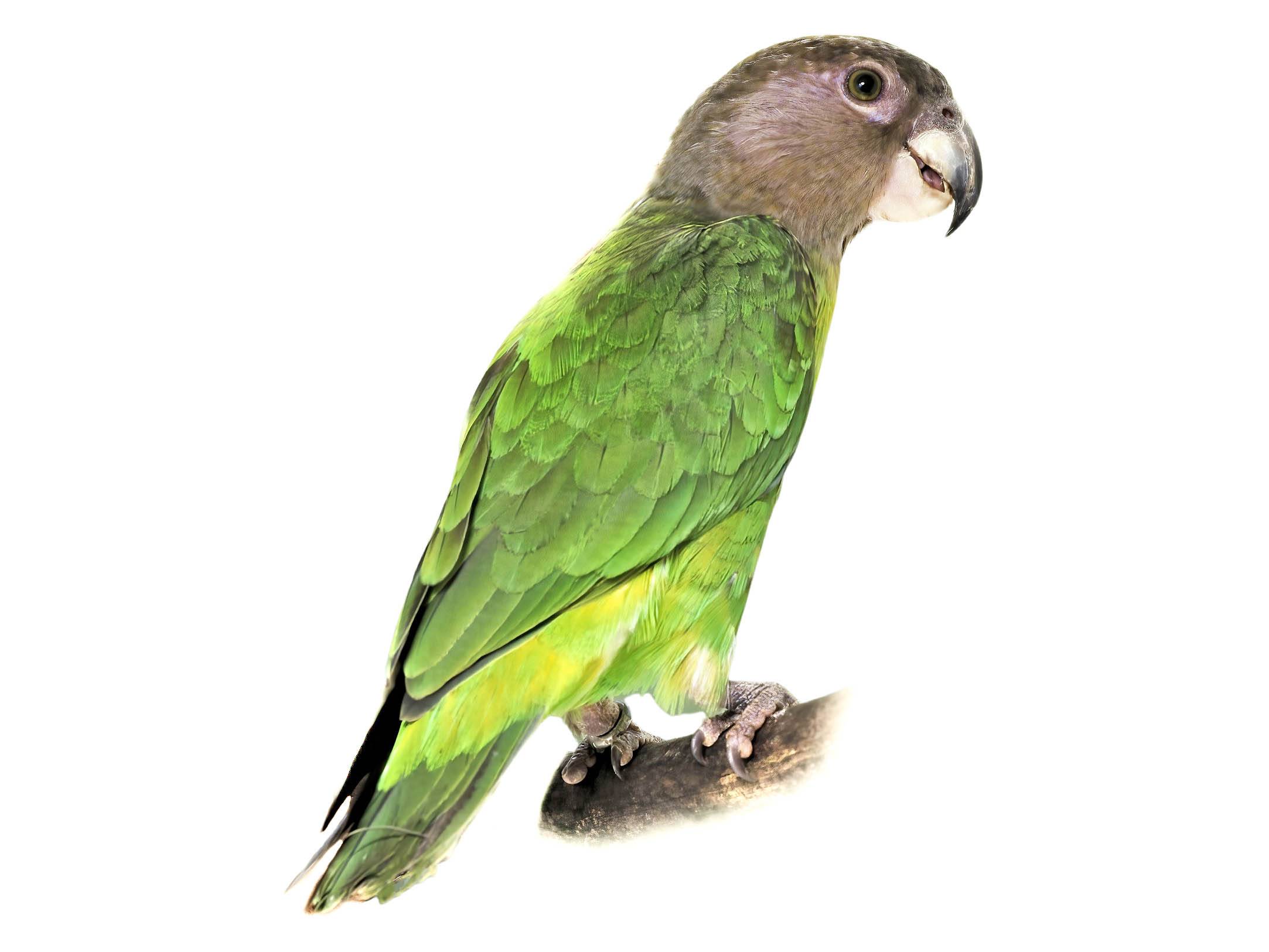 A photo of a Brown-headed Parrot (Poicephalus cryptoxanthus)