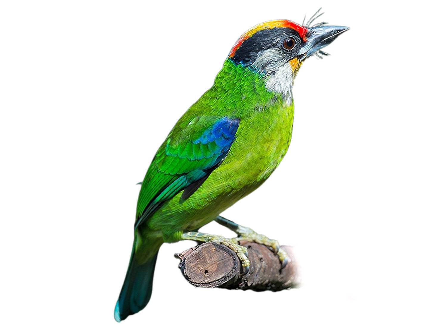 A photo of a Golden-throated Barbet (Psilopogon franklinii)