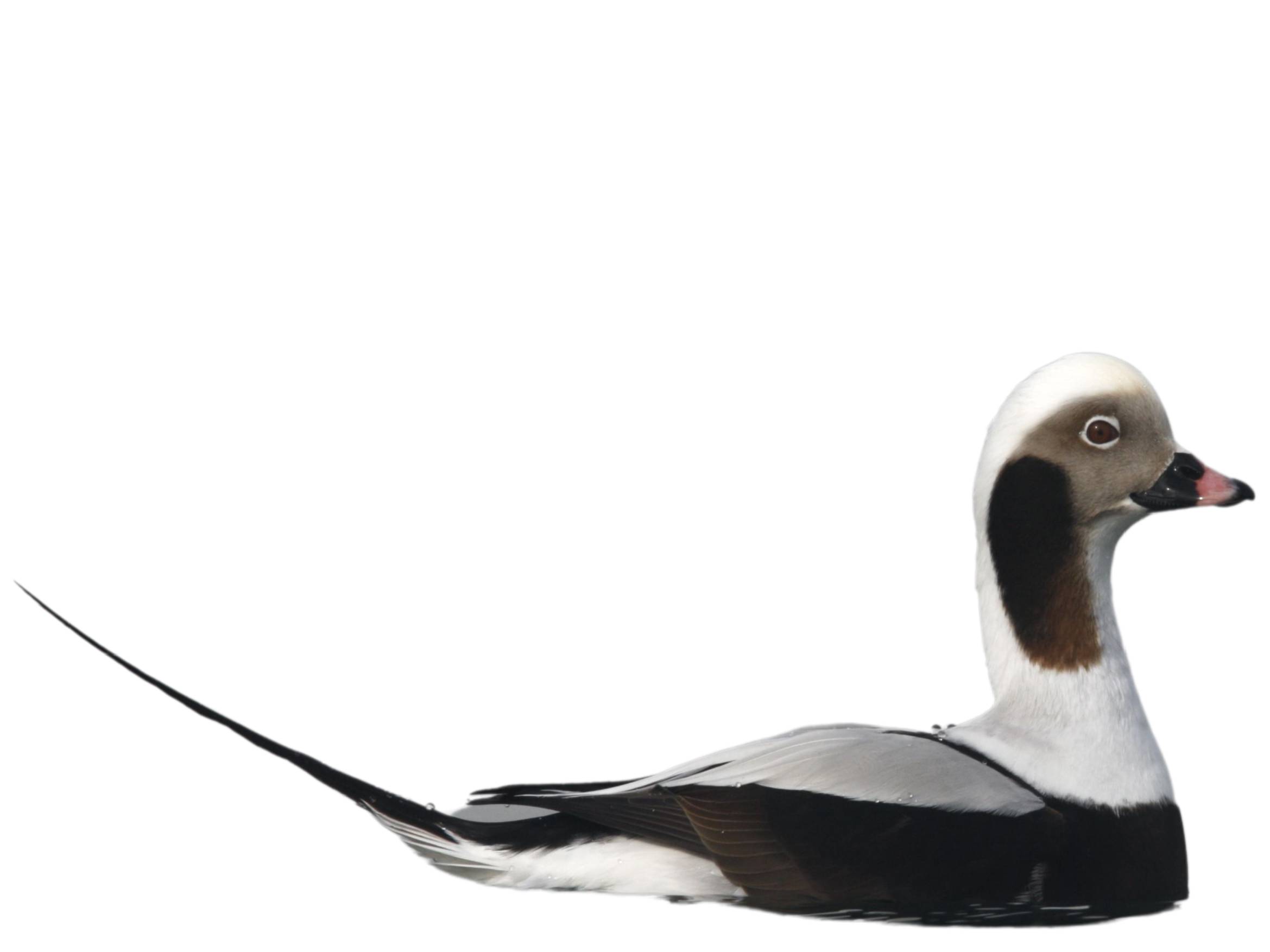A photo of a Long-tailed Duck (Clangula hyemalis), male