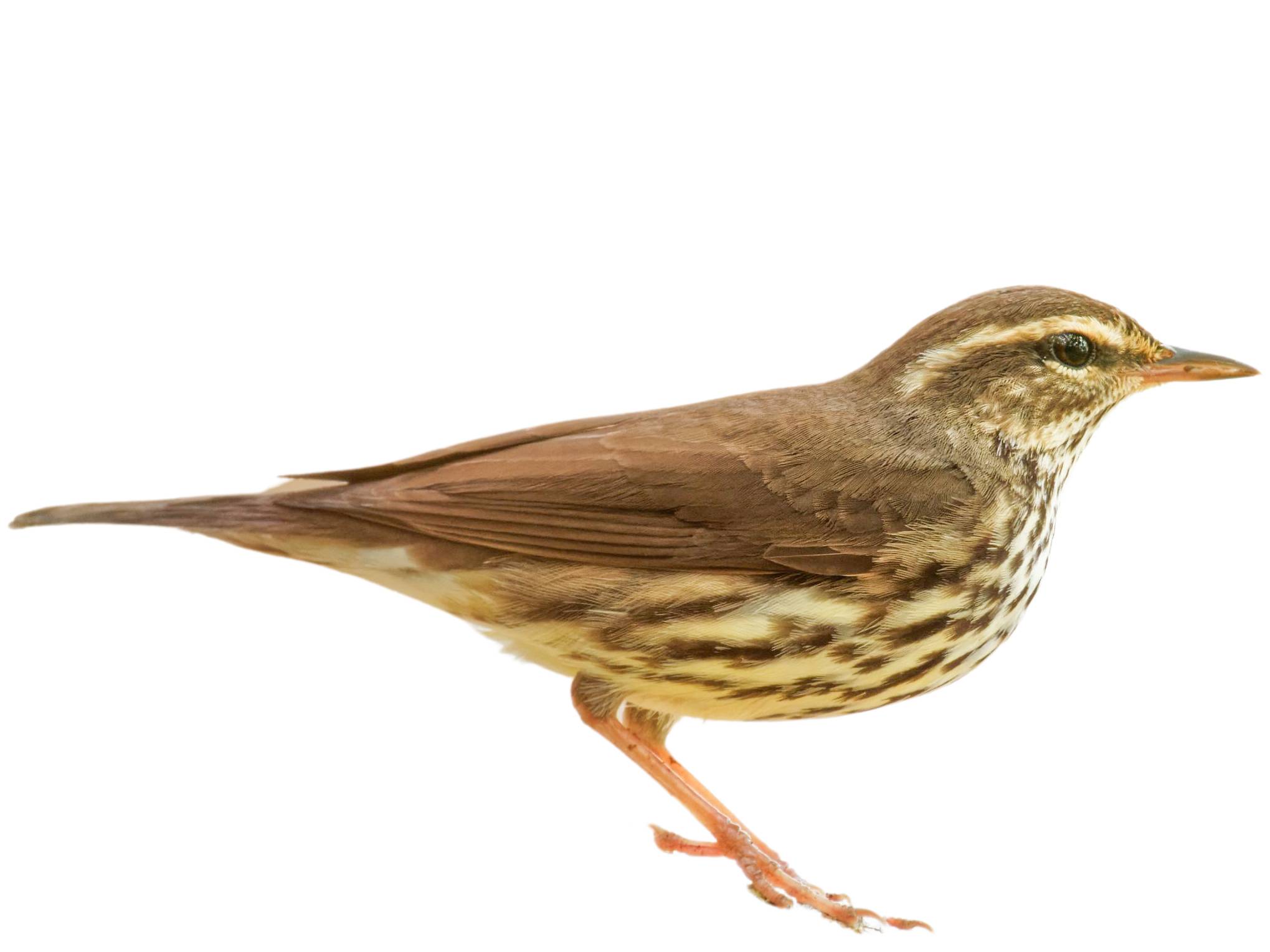 A photo of a Northern Waterthrush (Parkesia noveboracensis)