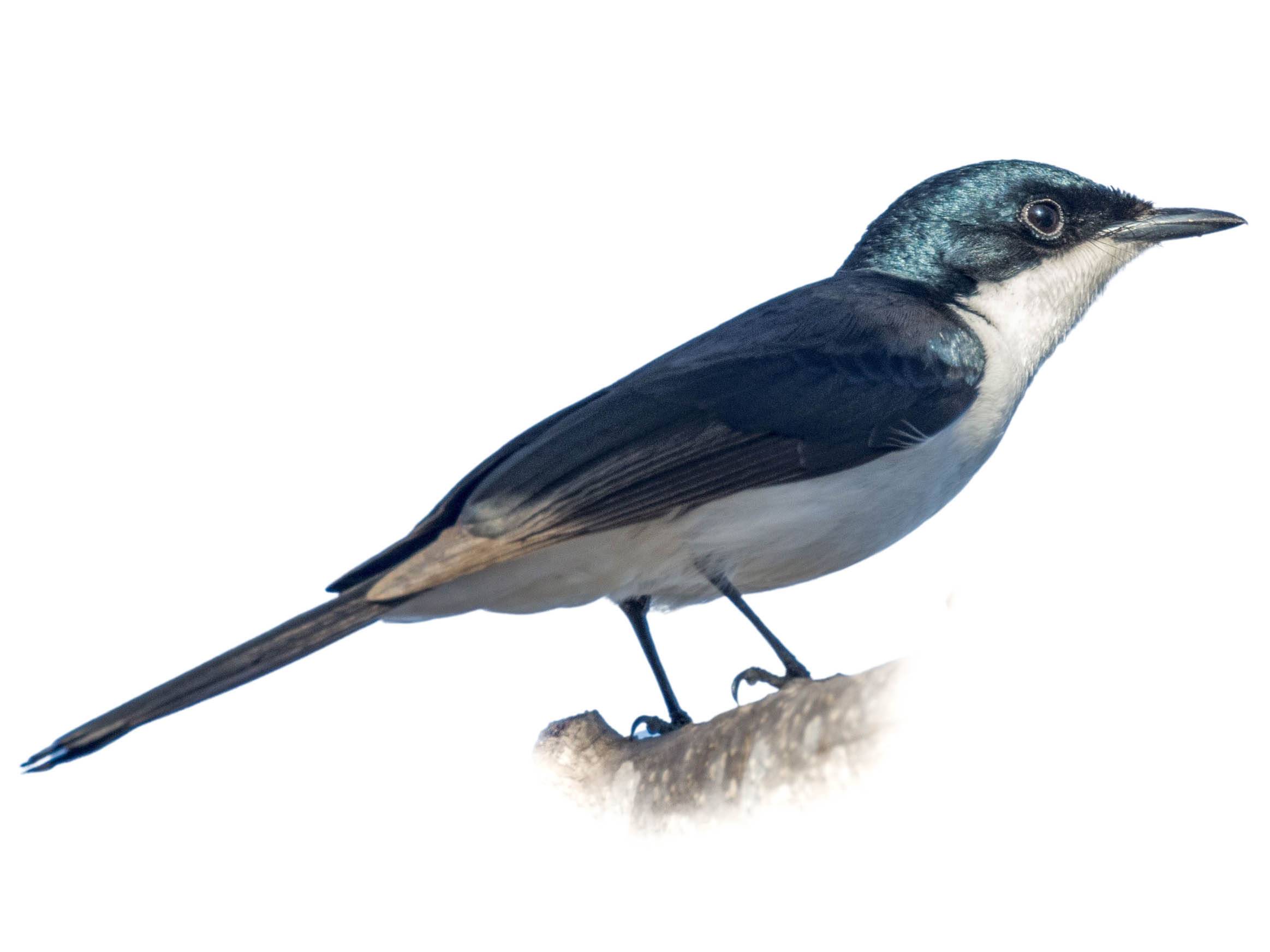 A photo of a Paperbark Flycatcher (Myiagra nana)