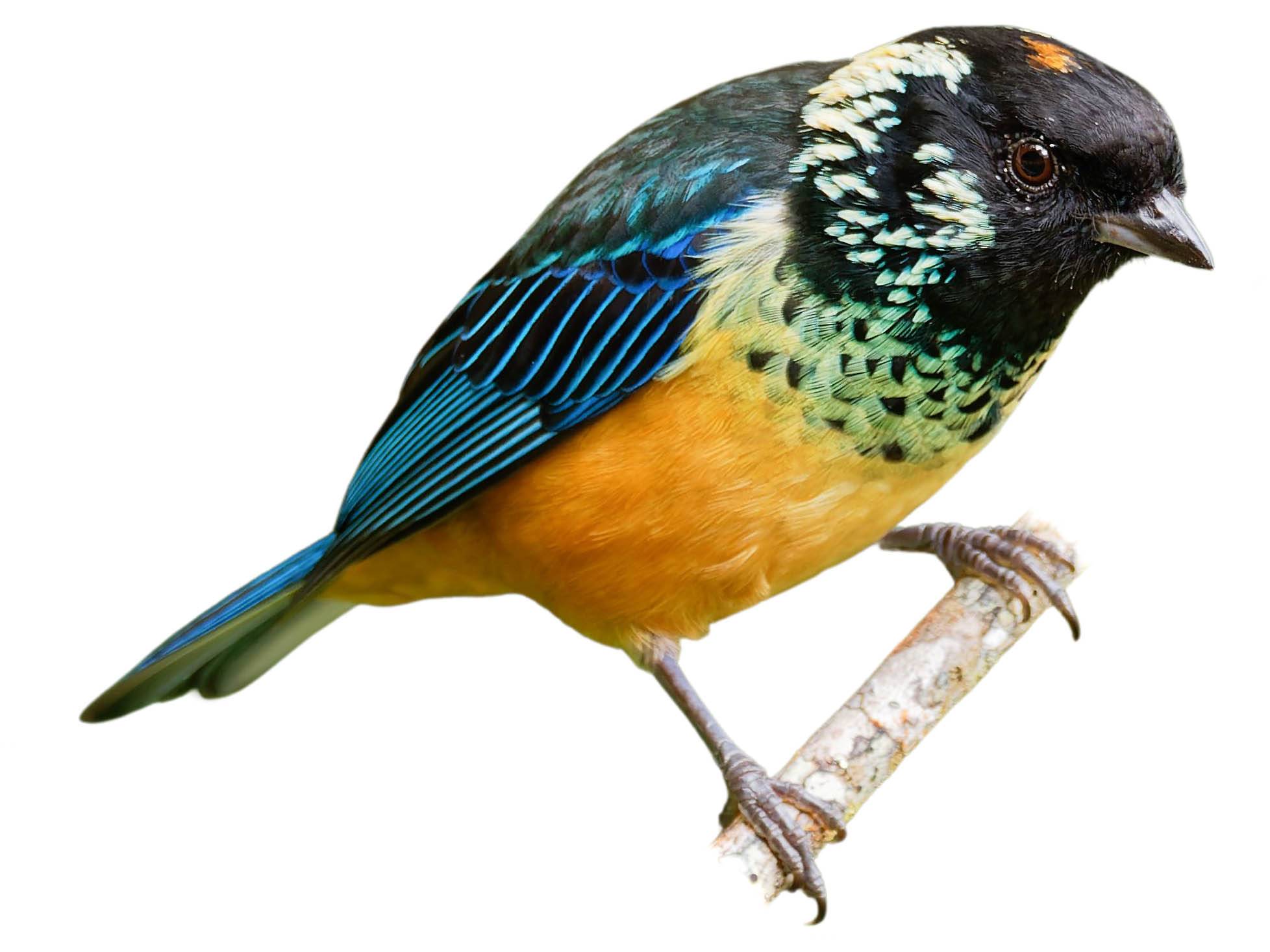 A photo of a Spangle-cheeked Tanager (Tangara dowii)