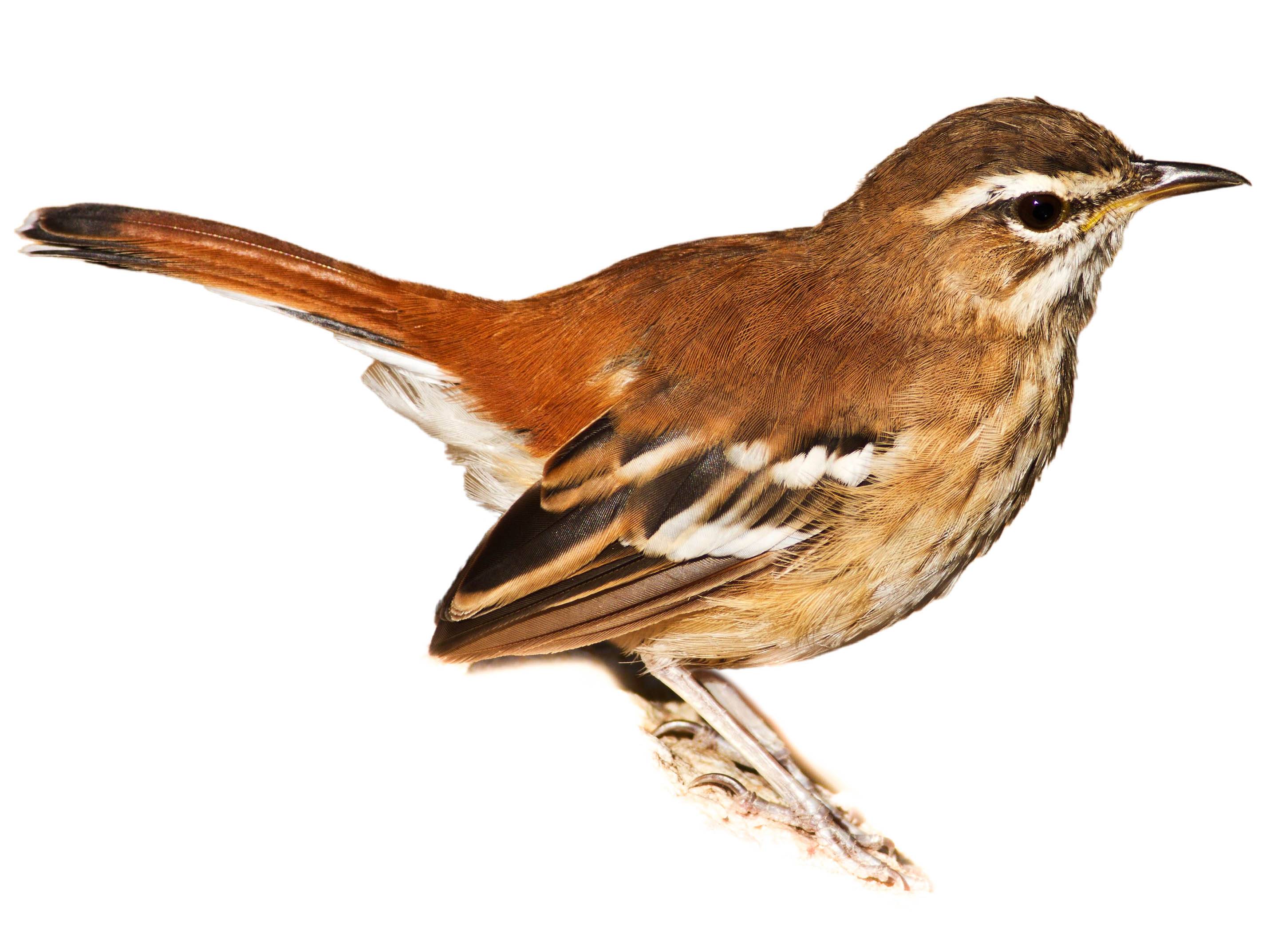 A photo of a White-browed Scrub Robin (Cercotrichas leucophrys)