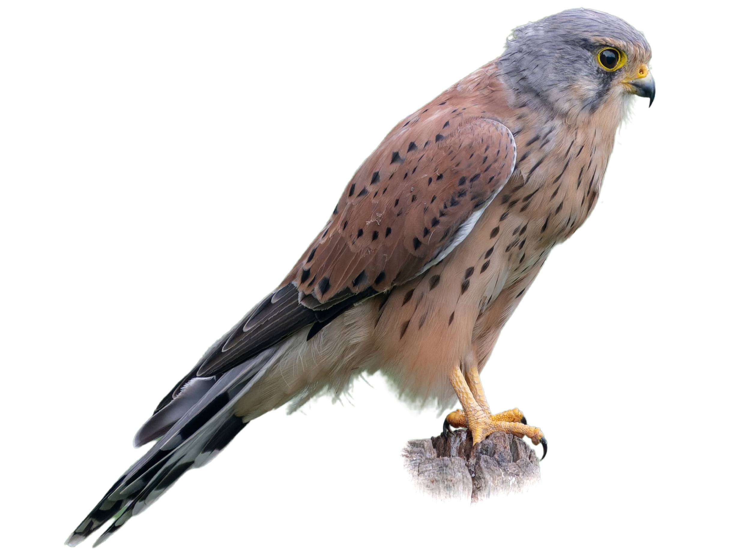 A photo of a Common Kestrel (Falco tinnunculus), male