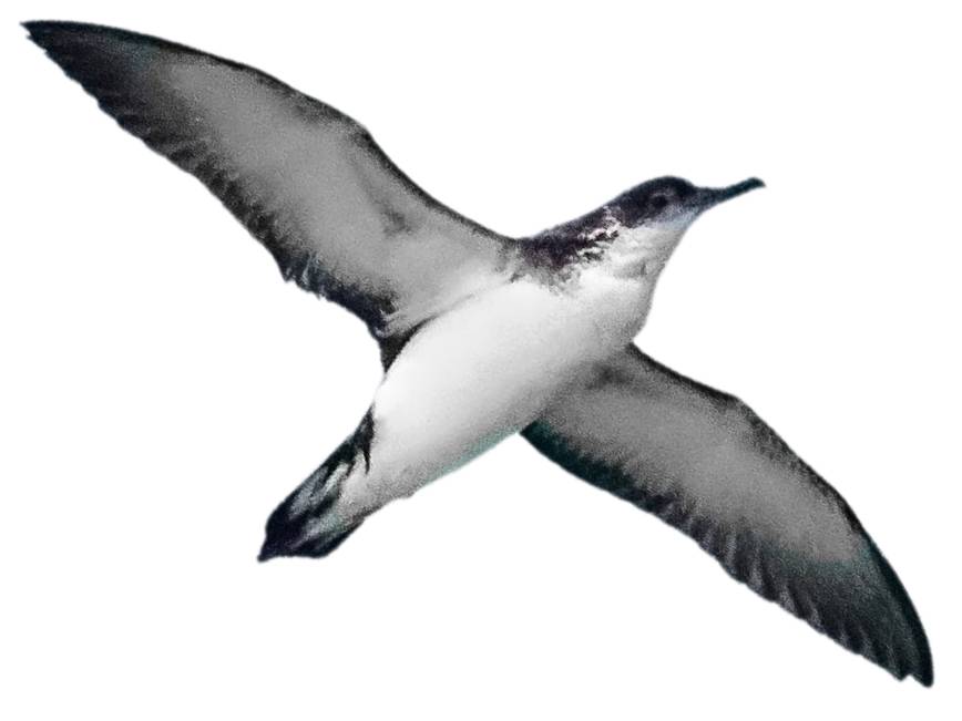 A photo of a Manx Shearwater (Puffinus puffinus)