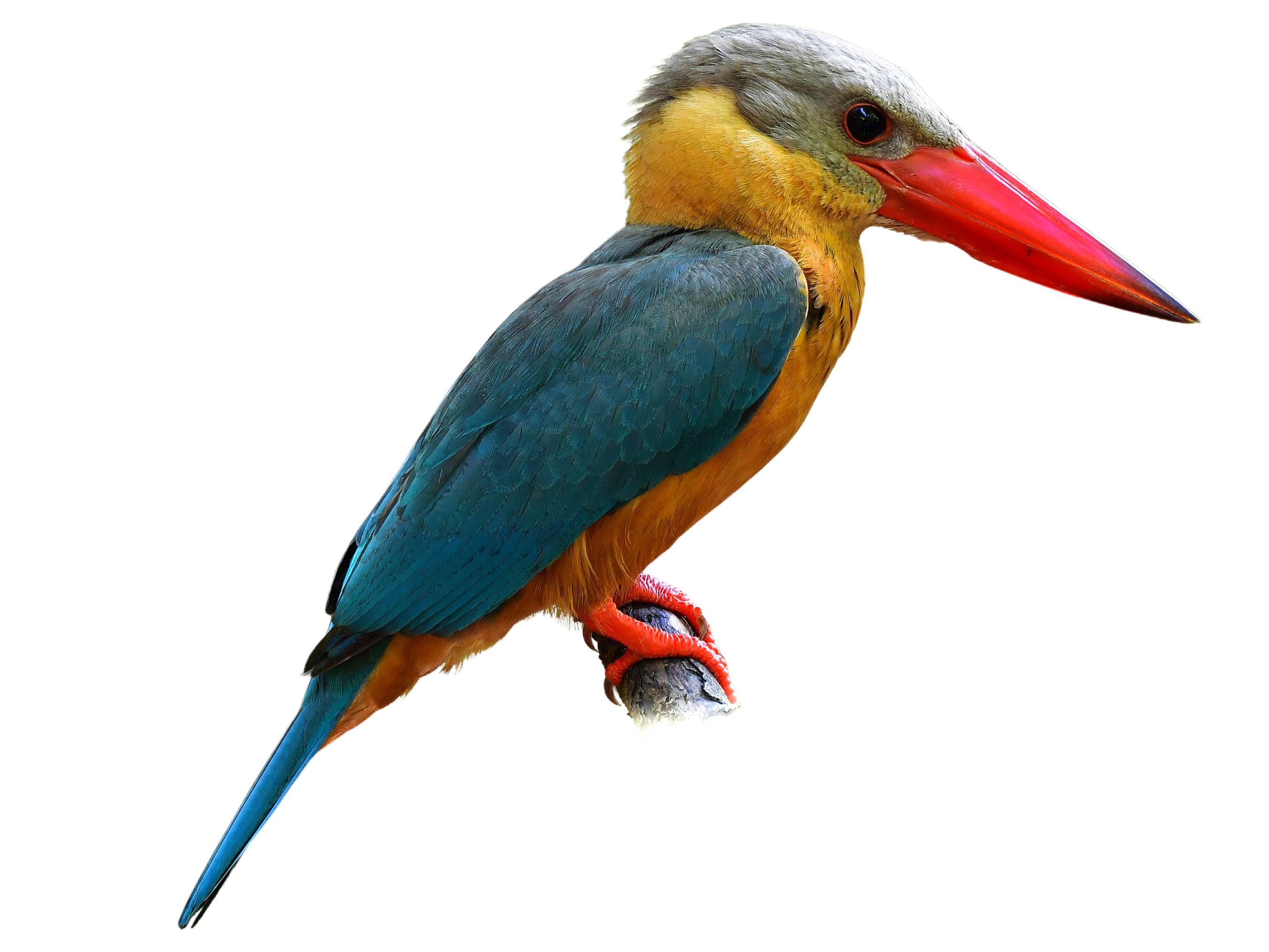 A photo of a Stork-billed Kingfisher (Pelargopsis capensis)