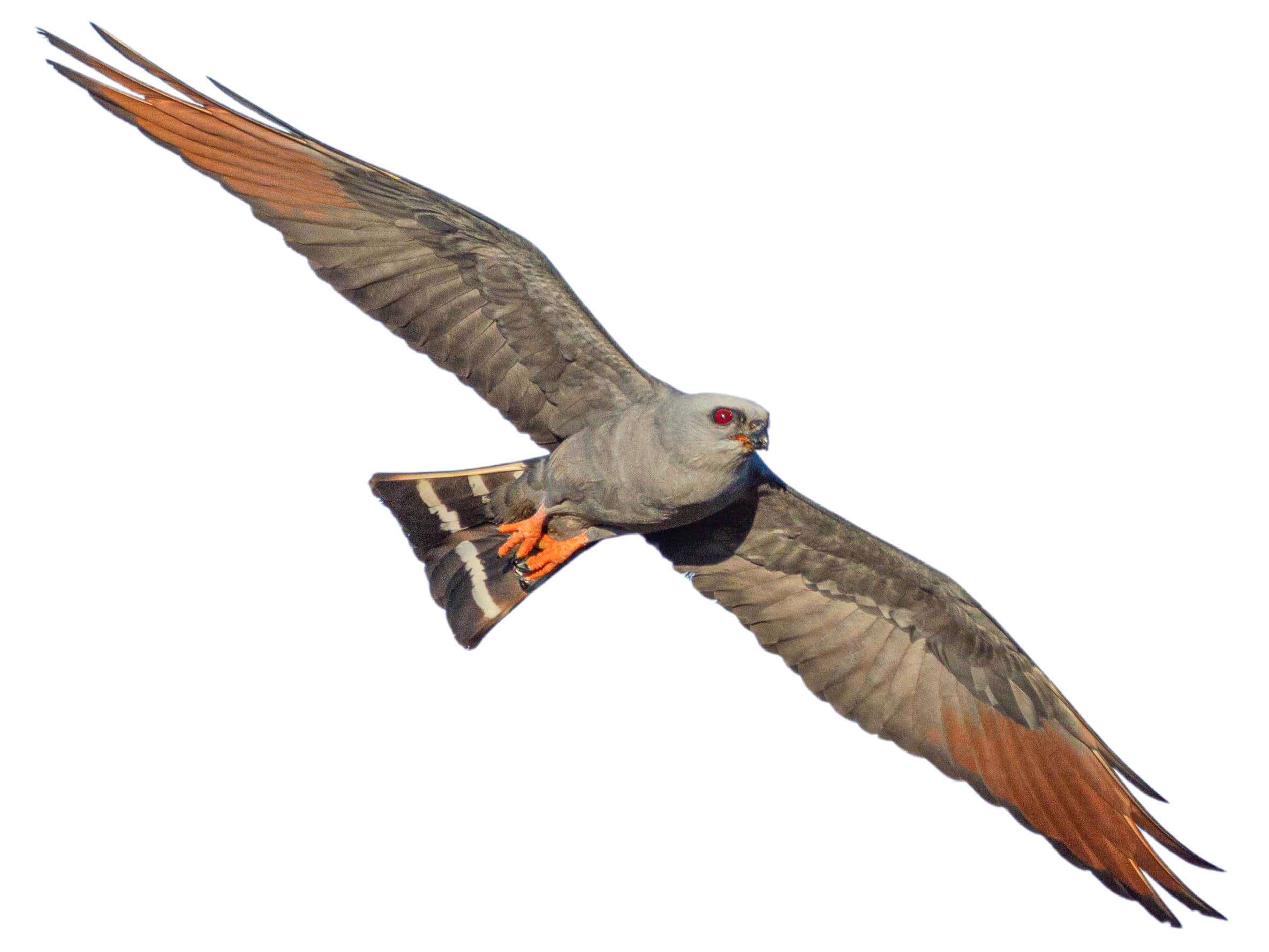 A photo of a Plumbeous Kite (Ictinia plumbea)