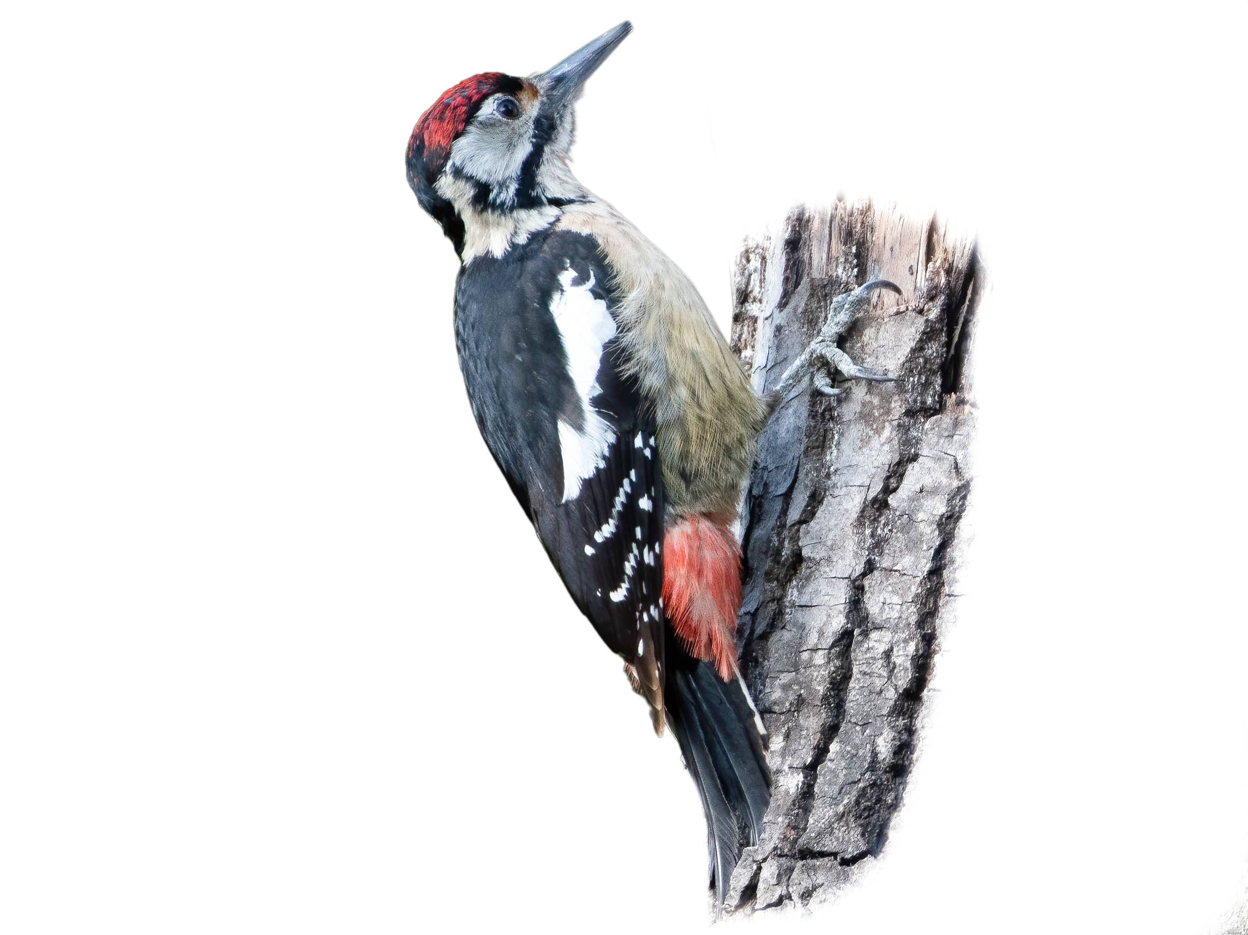 A photo of a Himalayan Woodpecker (Dendrocopos himalayensis), male