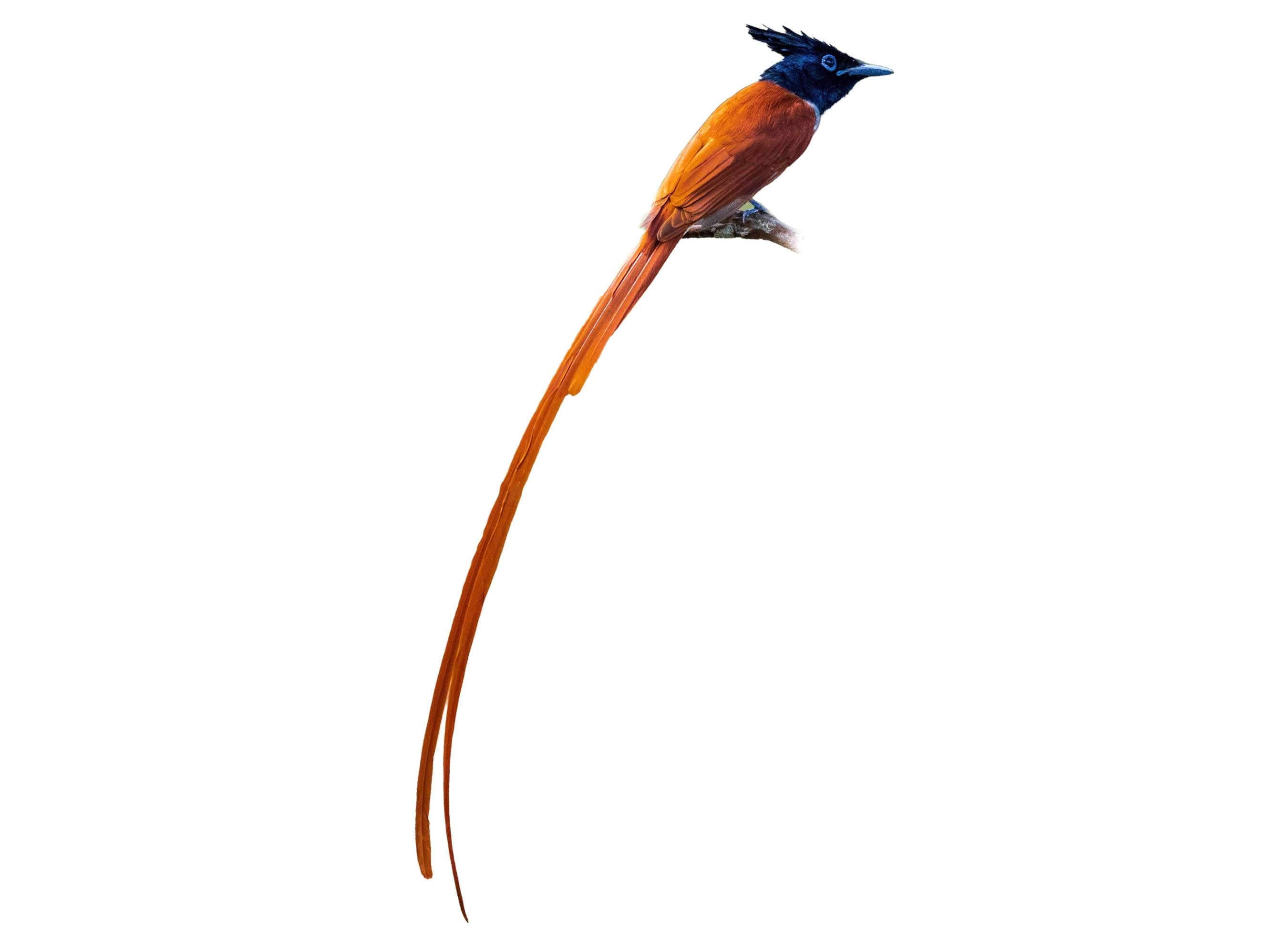 A photo of a Indian Paradise Flycatcher (Terpsiphone paradisi), male