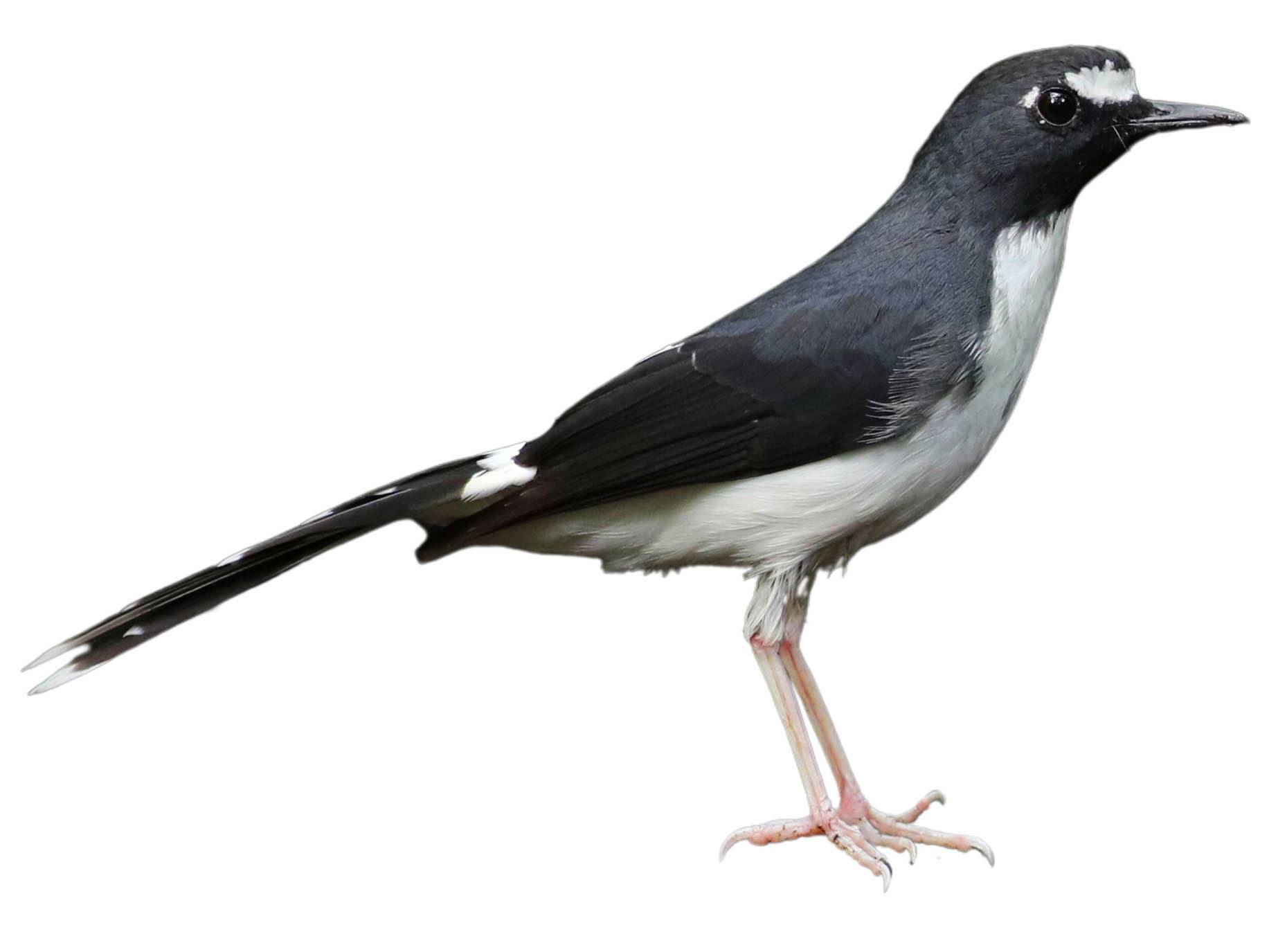 A photo of a Sunda Forktail (Enicurus velatus)