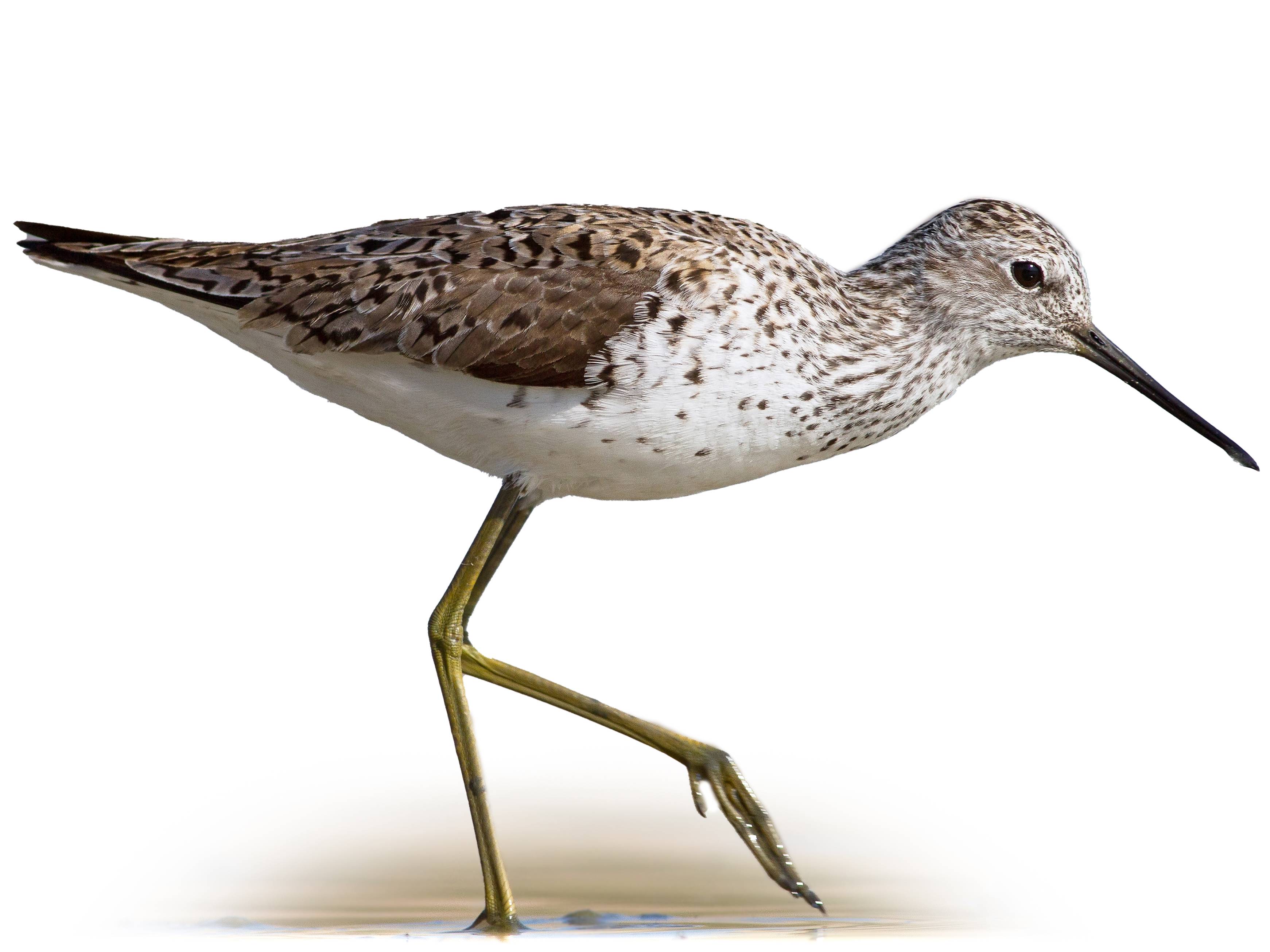 A photo of a Marsh Sandpiper (Tringa stagnatilis)