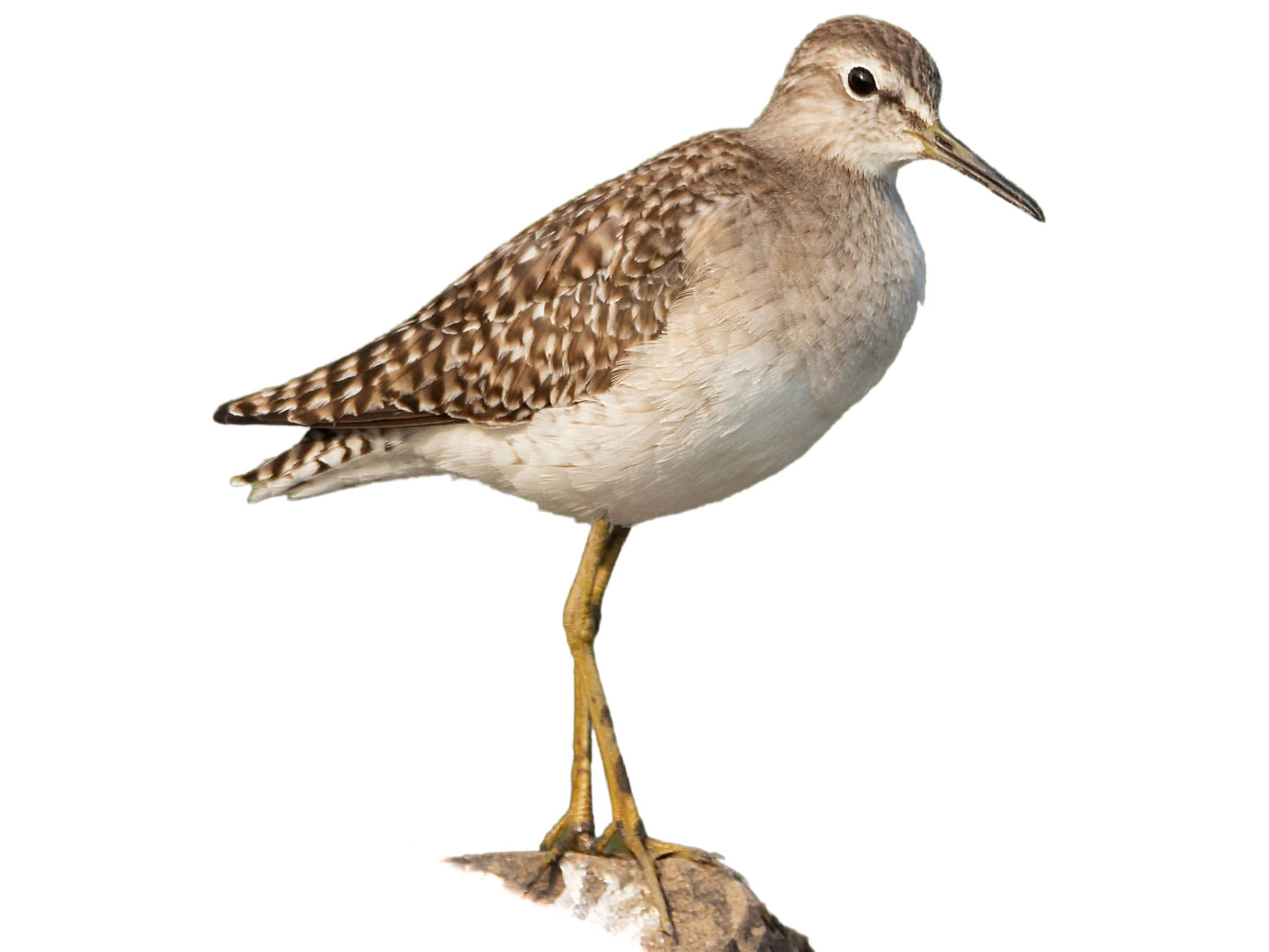 A photo of a Wood Sandpiper (Tringa glareola)