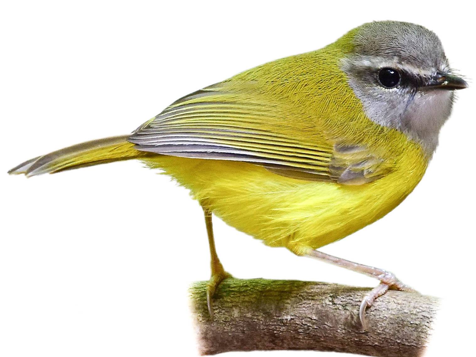 A photo of a Yellow-bellied Warbler (Abroscopus superciliaris)