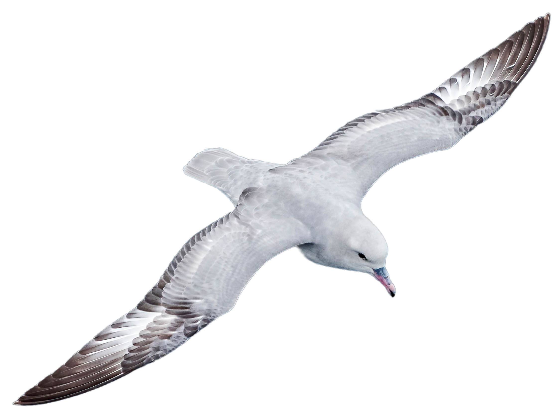 A photo of a Southern Fulmar (Fulmarus glacialoides)