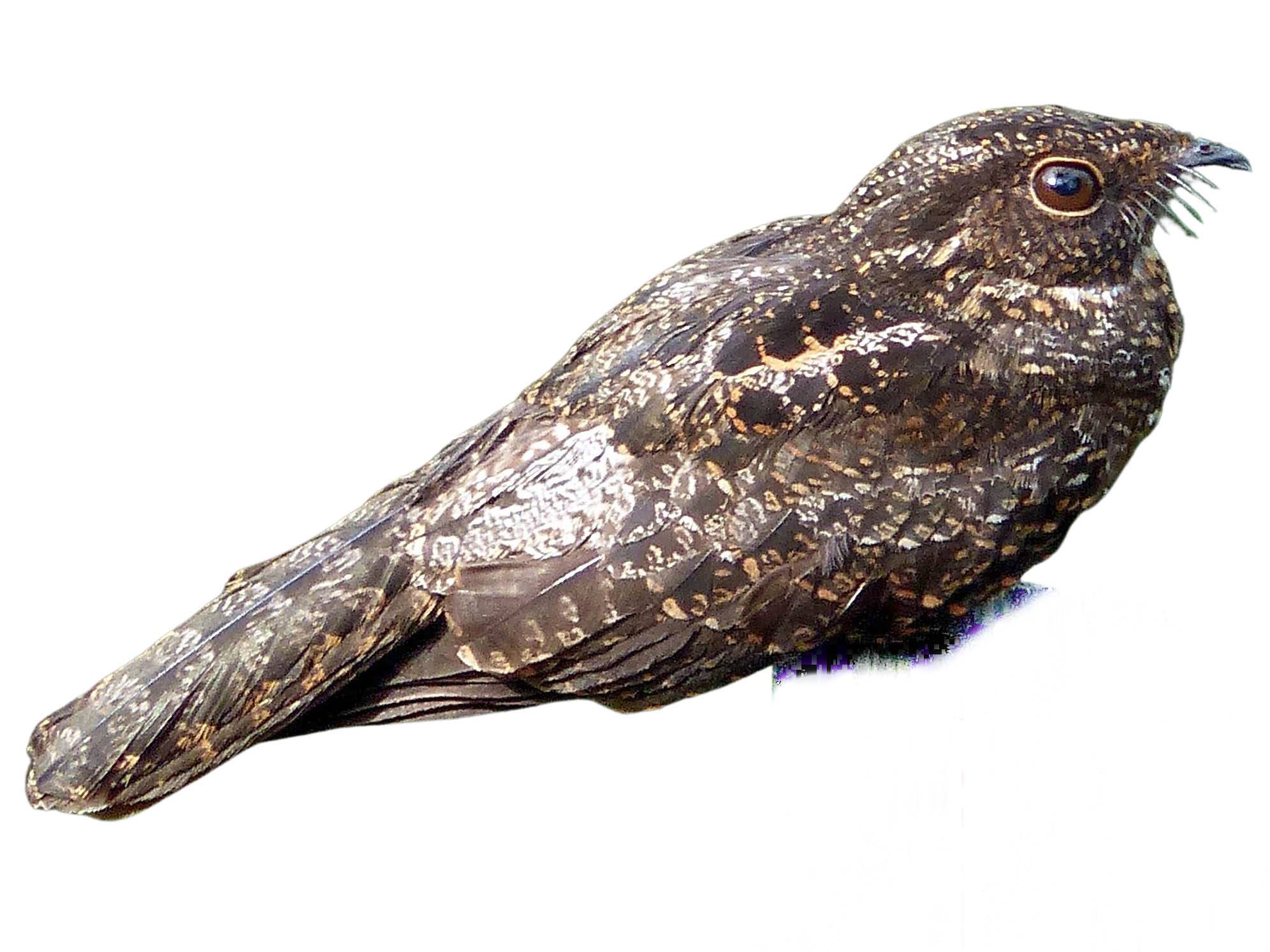 A photo of a Pauraque (Nyctidromus albicollis)