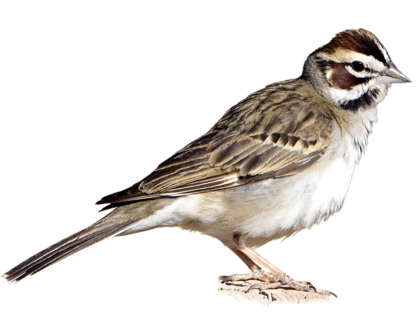 A photo of a Lark Sparrow (Chondestes grammacus)