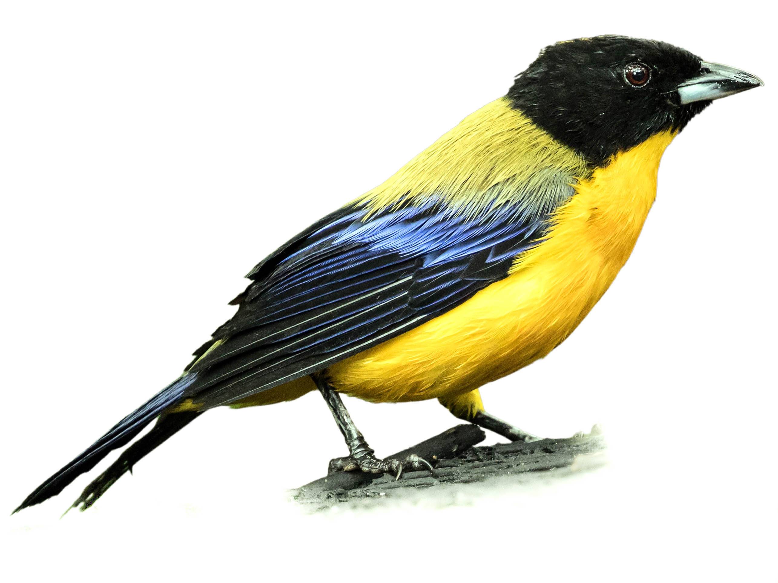 A photo of a Black-chinned Mountain Tanager (Anisognathus notabilis)