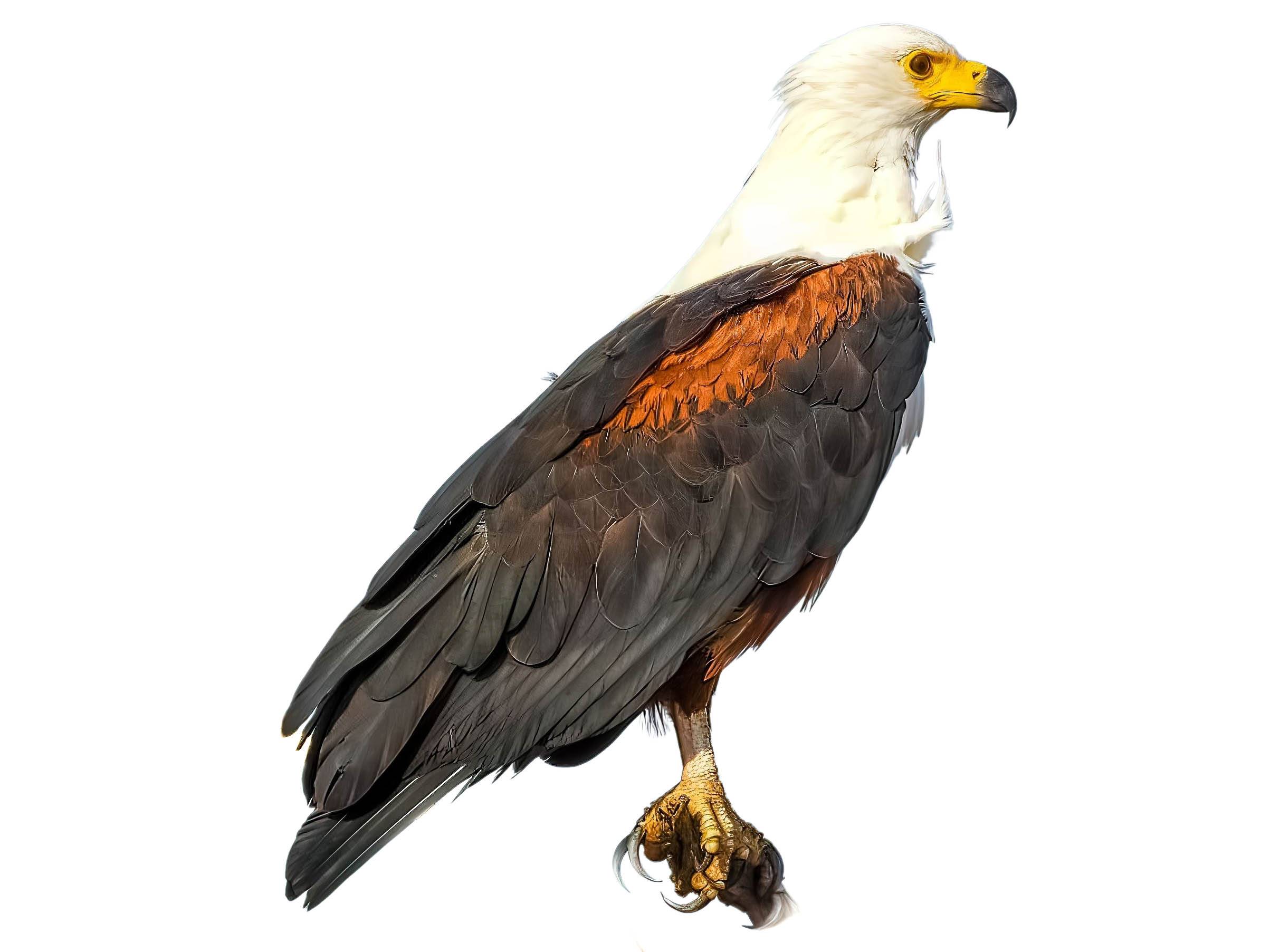 A photo of a African Fish Eagle (Haliaeetus vocifer)