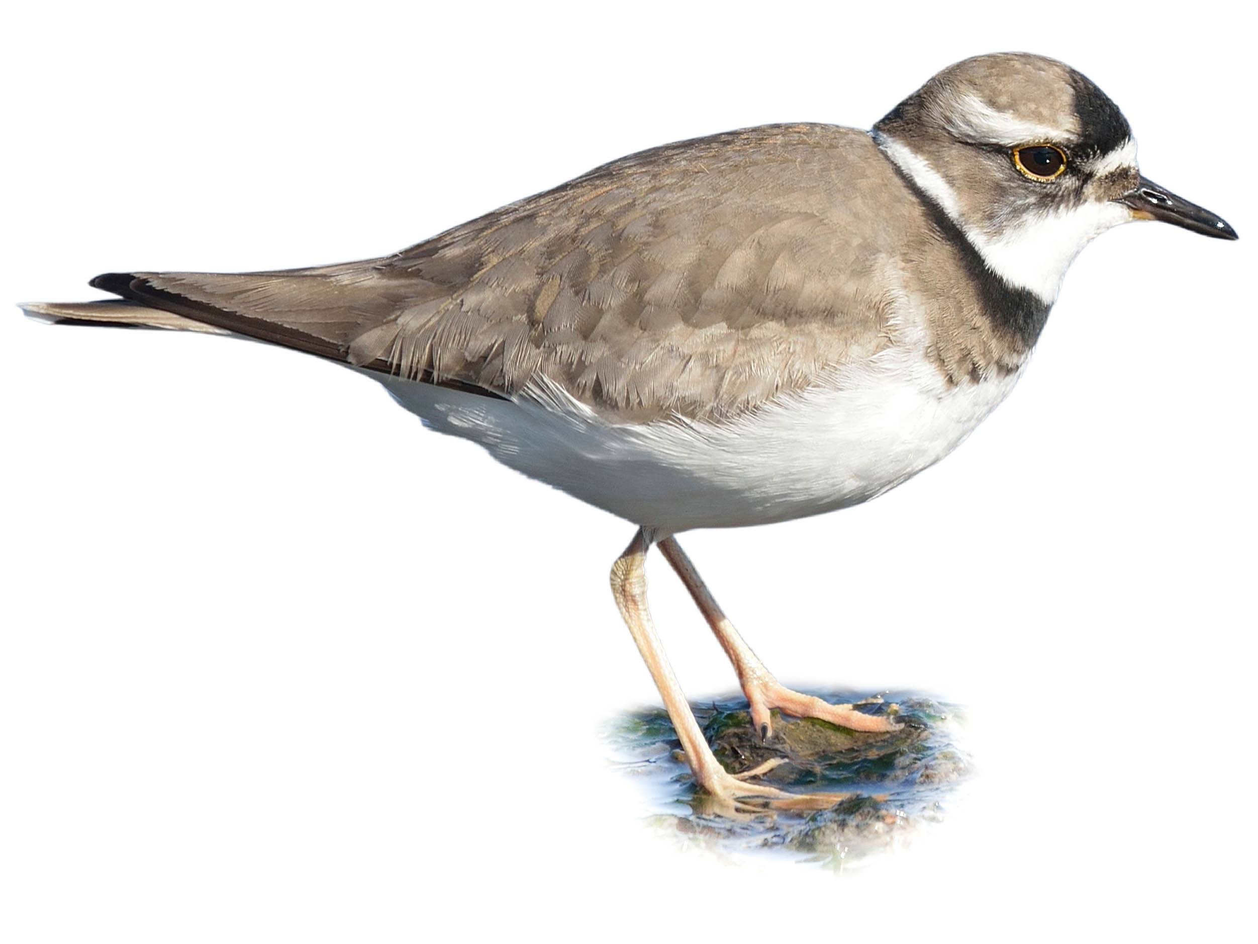 A photo of a Long-billed Plover (Charadrius placidus)