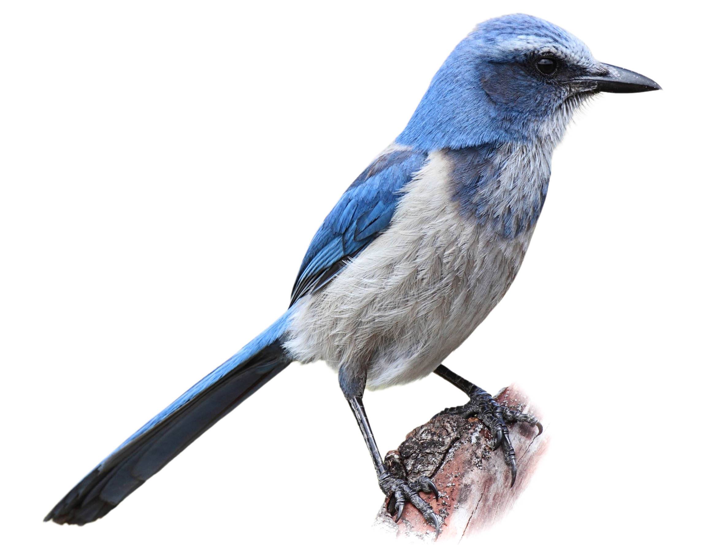 A photo of a Florida Scrub Jay (Aphelocoma coerulescens)