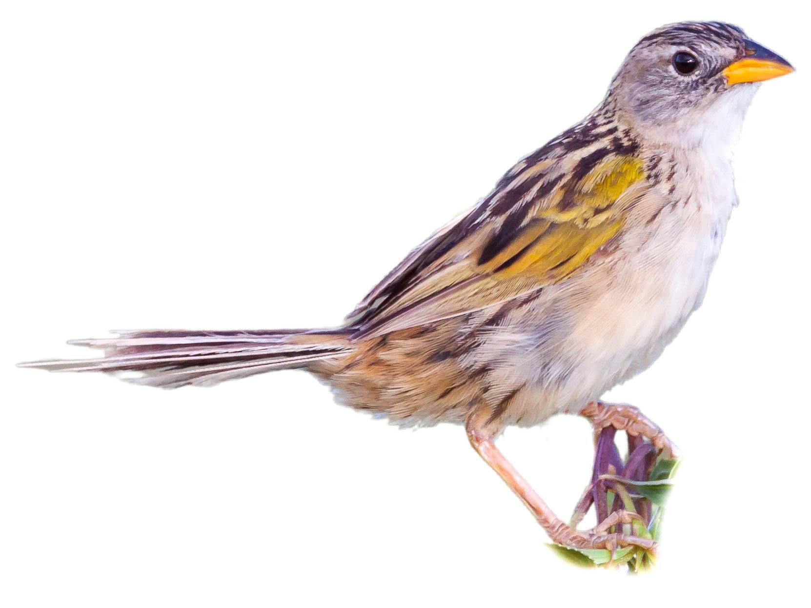 A photo of a Wedge-tailed Grass Finch (Emberizoides herbicola)