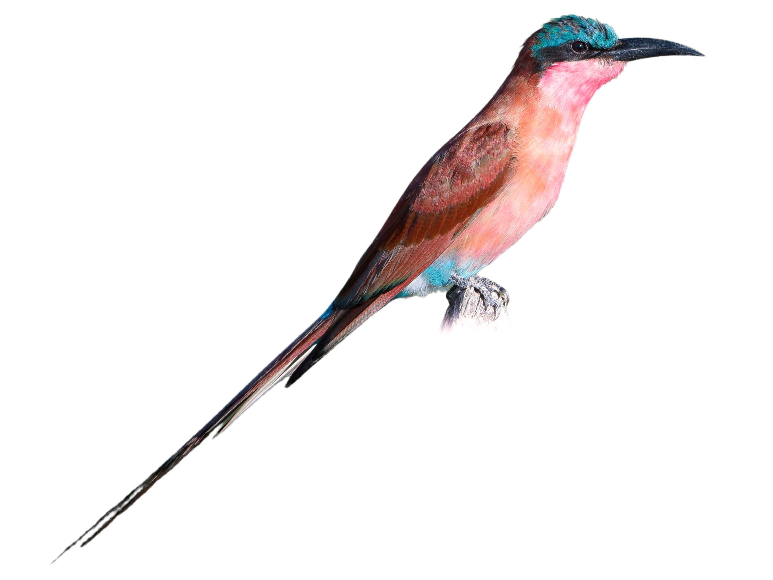 A photo of a Southern Carmine Bee-eater (Merops nubicoides)