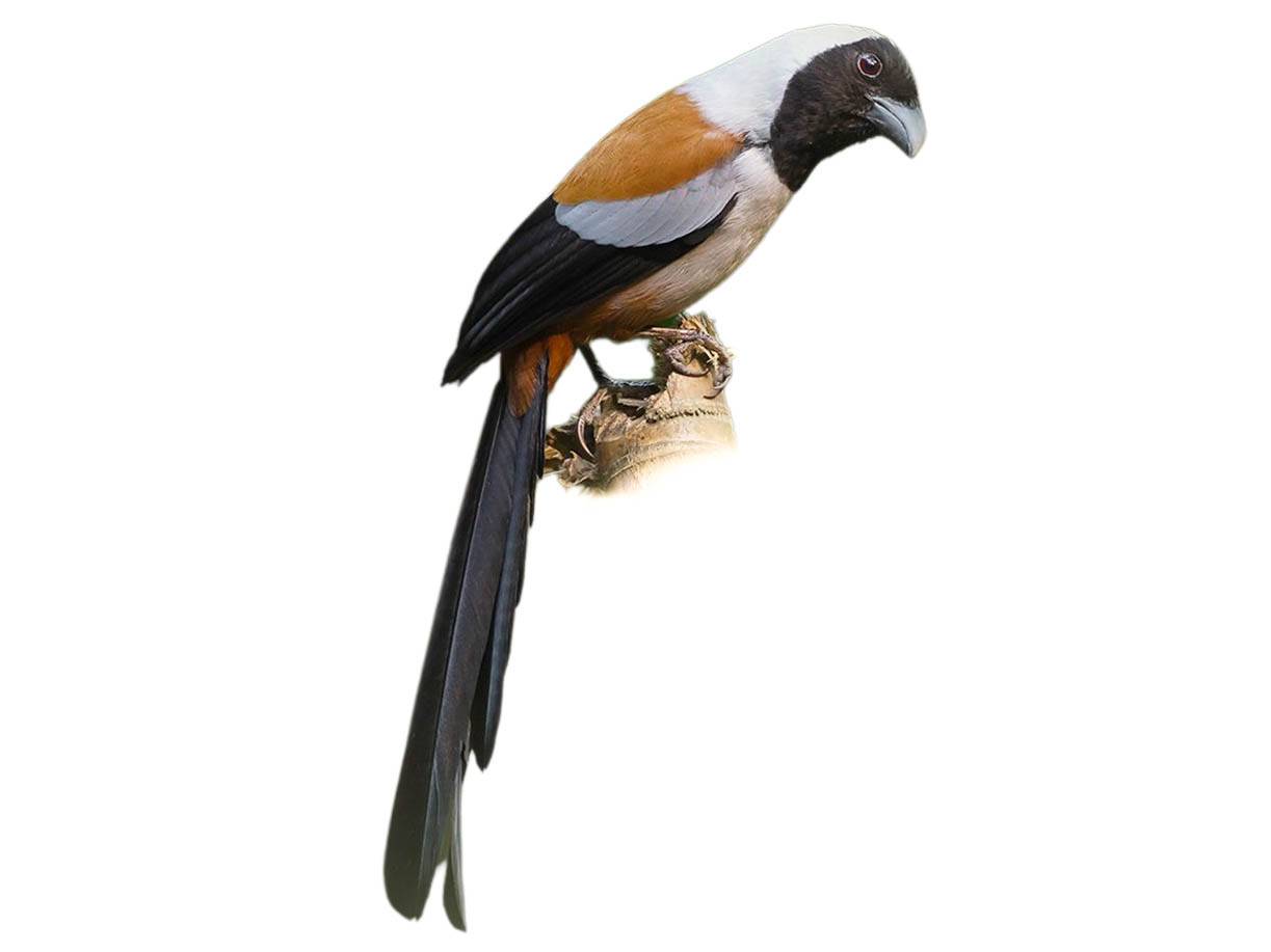 A photo of a Collared Treepie (Dendrocitta frontalis)