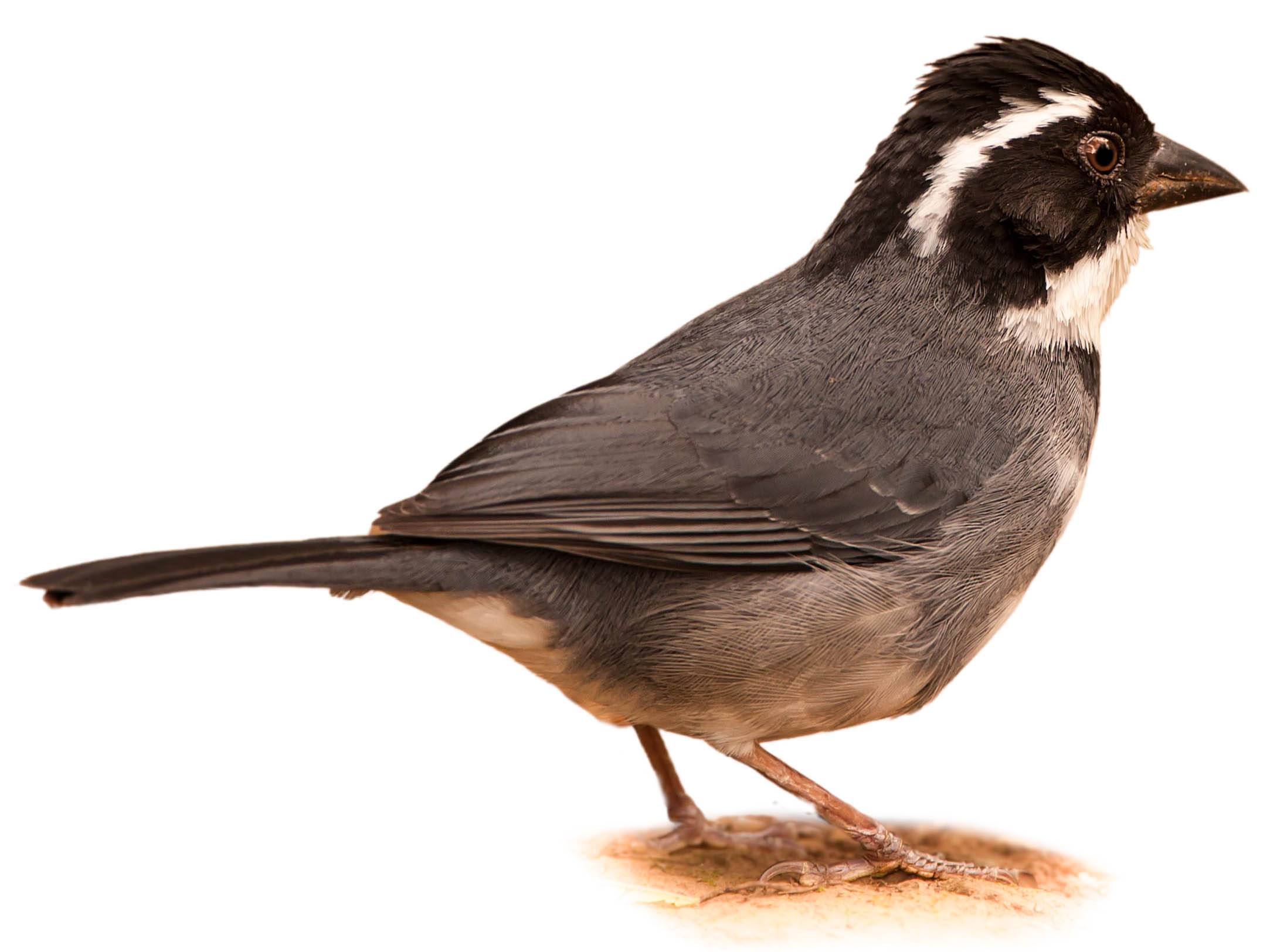 A photo of a Black-capped Sparrow (Arremon abeillei)