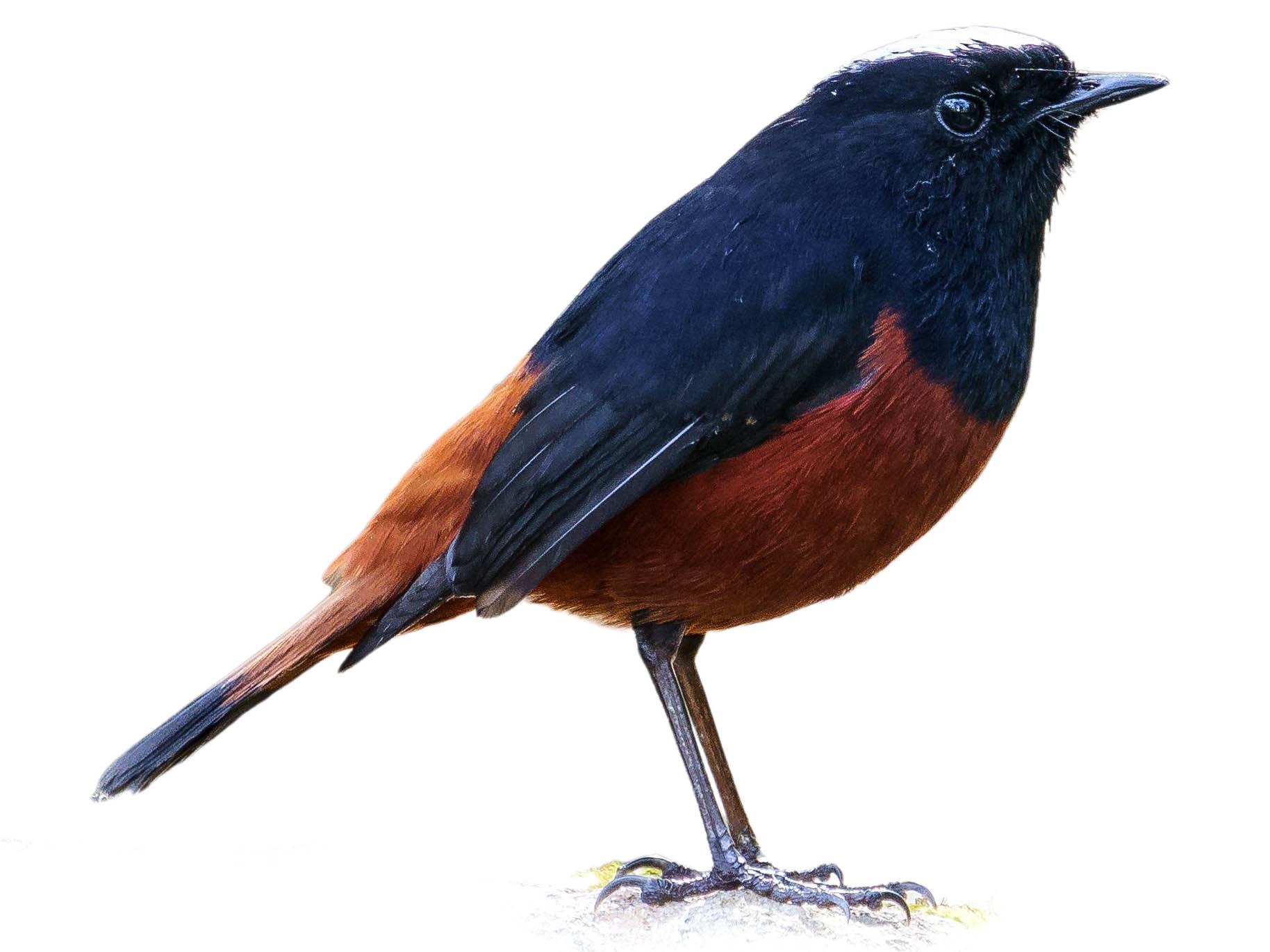 A photo of a White-capped Redstart (Phoenicurus leucocephalus)