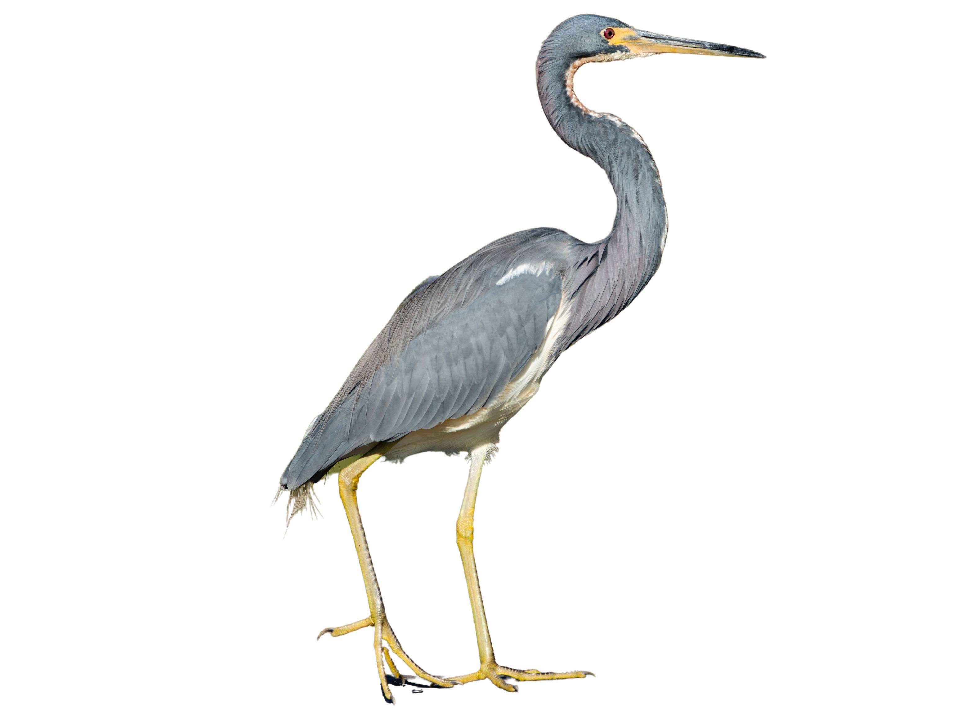 A photo of a Tricolored Heron (Egretta tricolor)