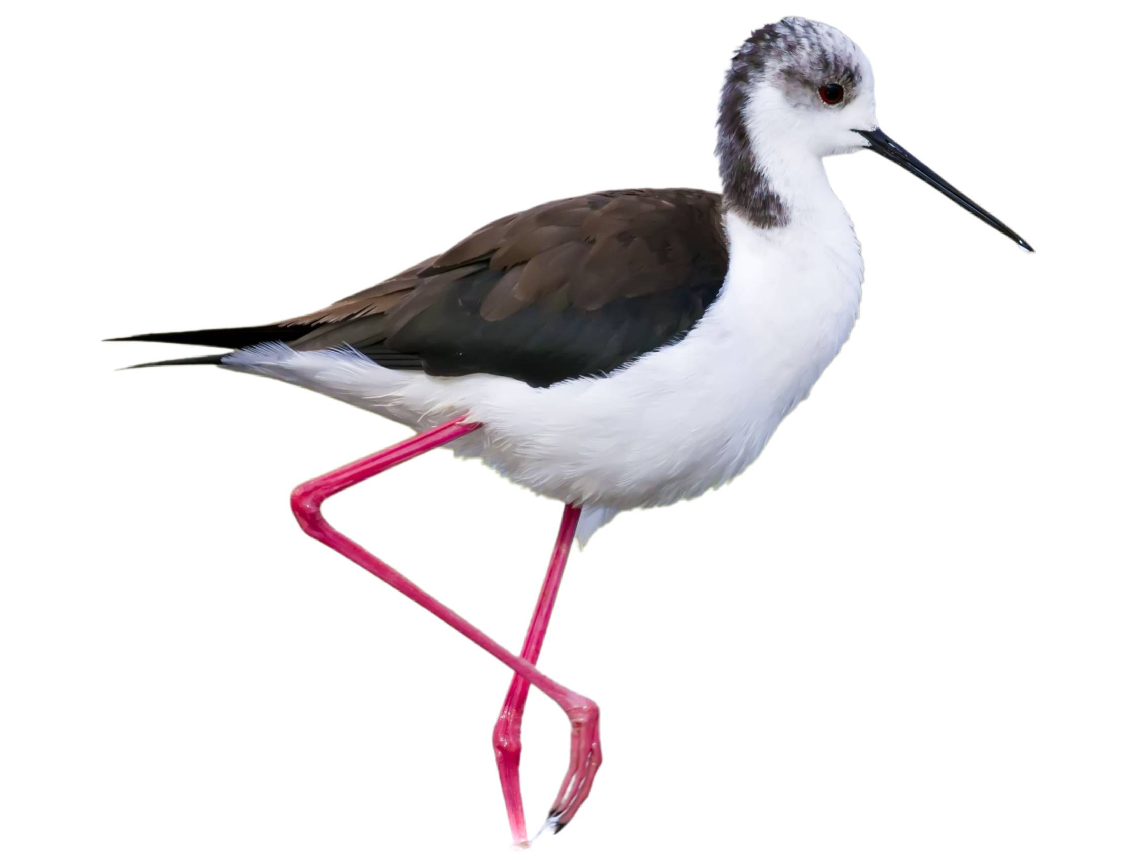 A photo of a Black-winged Stilt (Himantopus himantopus), male