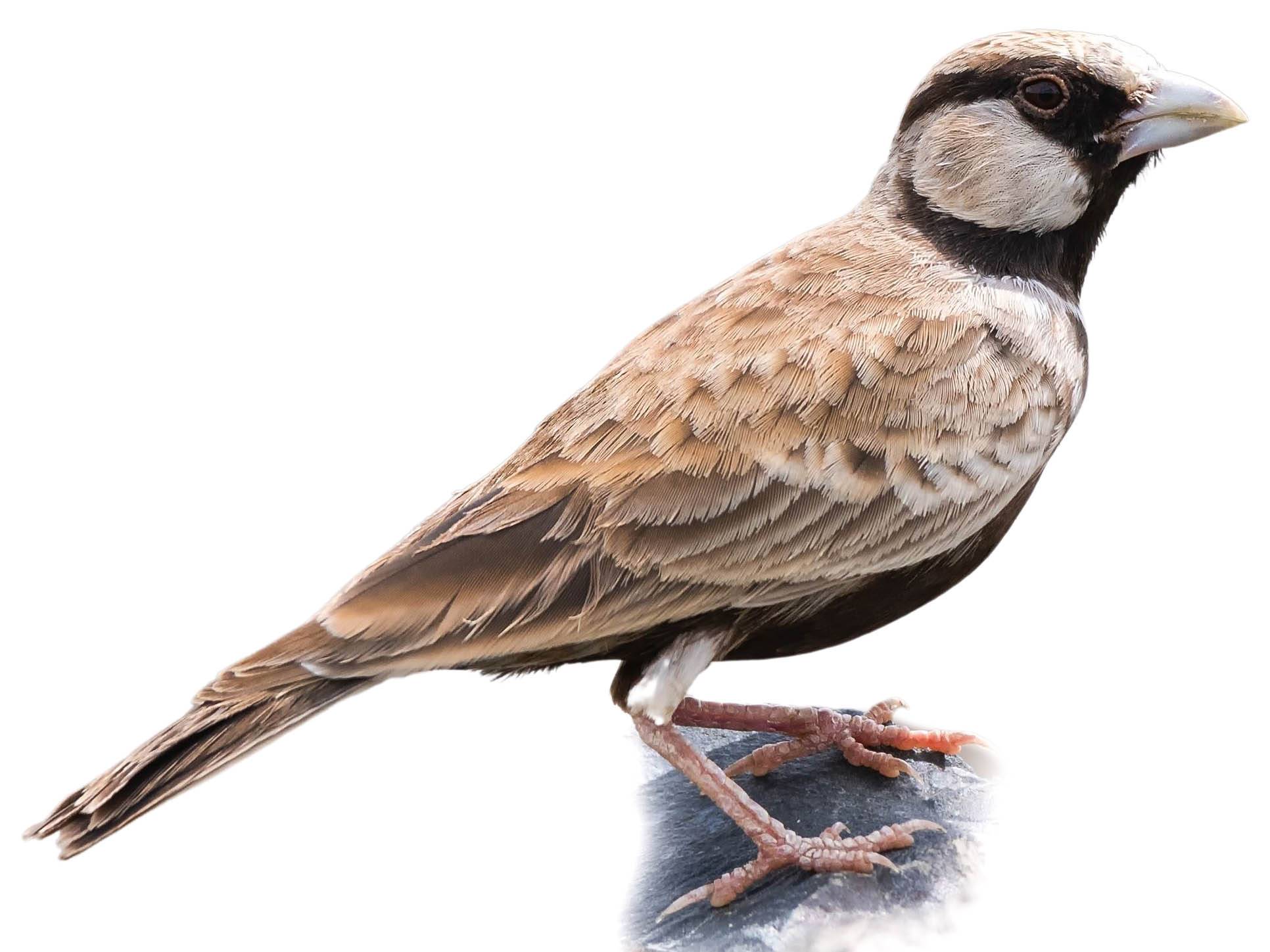 A photo of a Ashy-crowned Sparrow-Lark (Eremopterix griseus), male