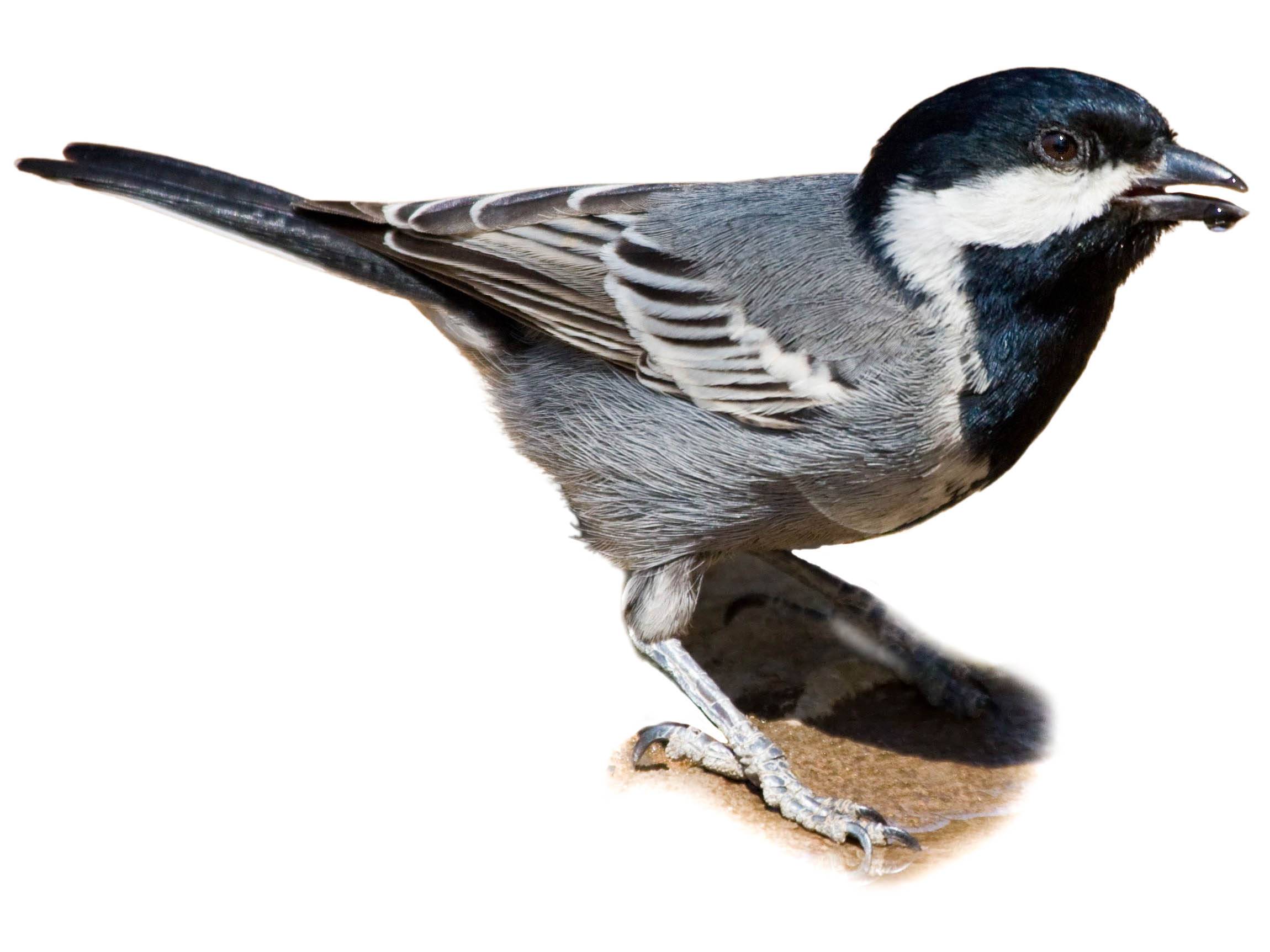 A photo of a Ashy Tit (Melaniparus cinerascens)