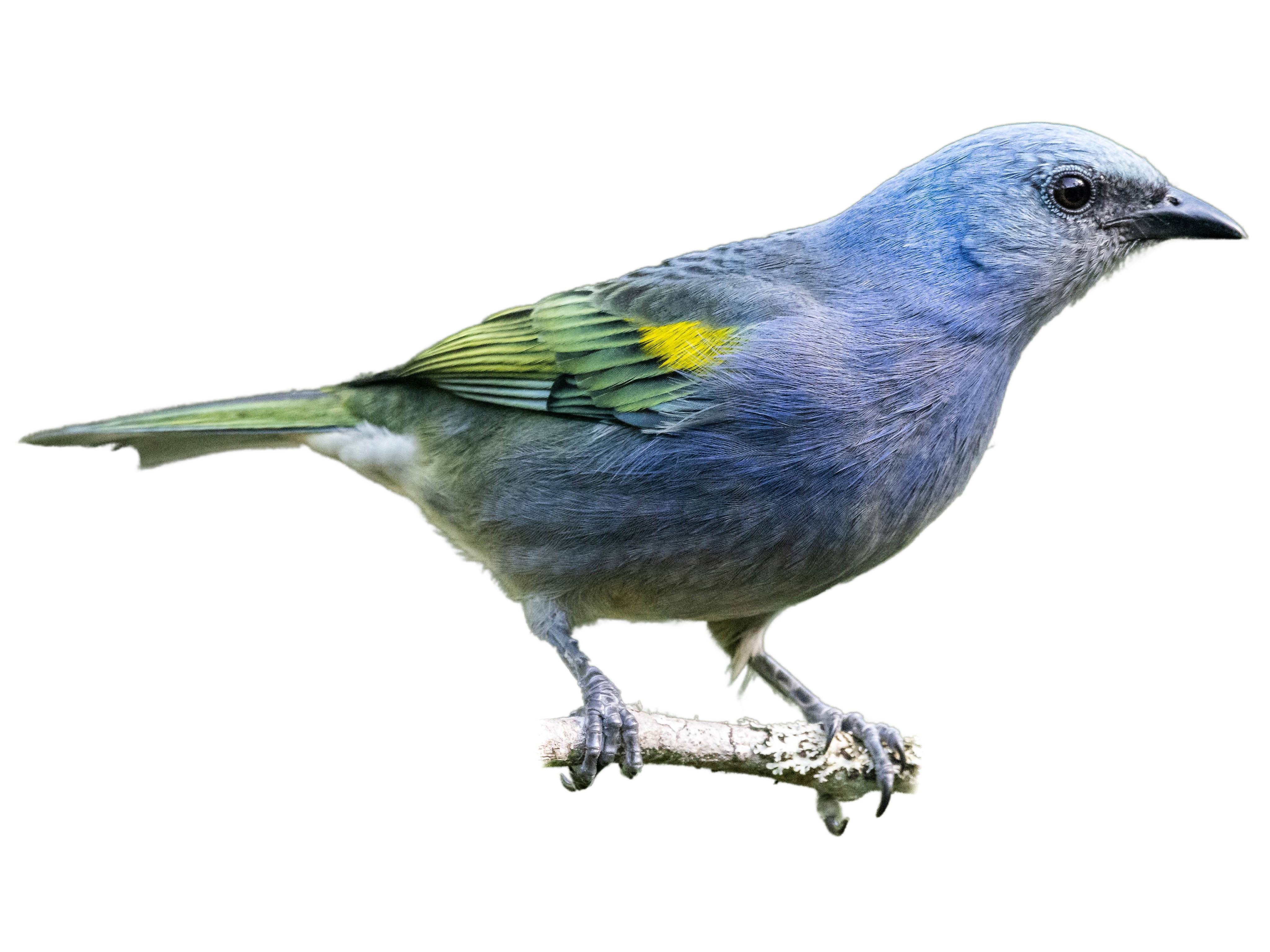 A photo of a Golden-chevroned Tanager (Thraupis ornata), male