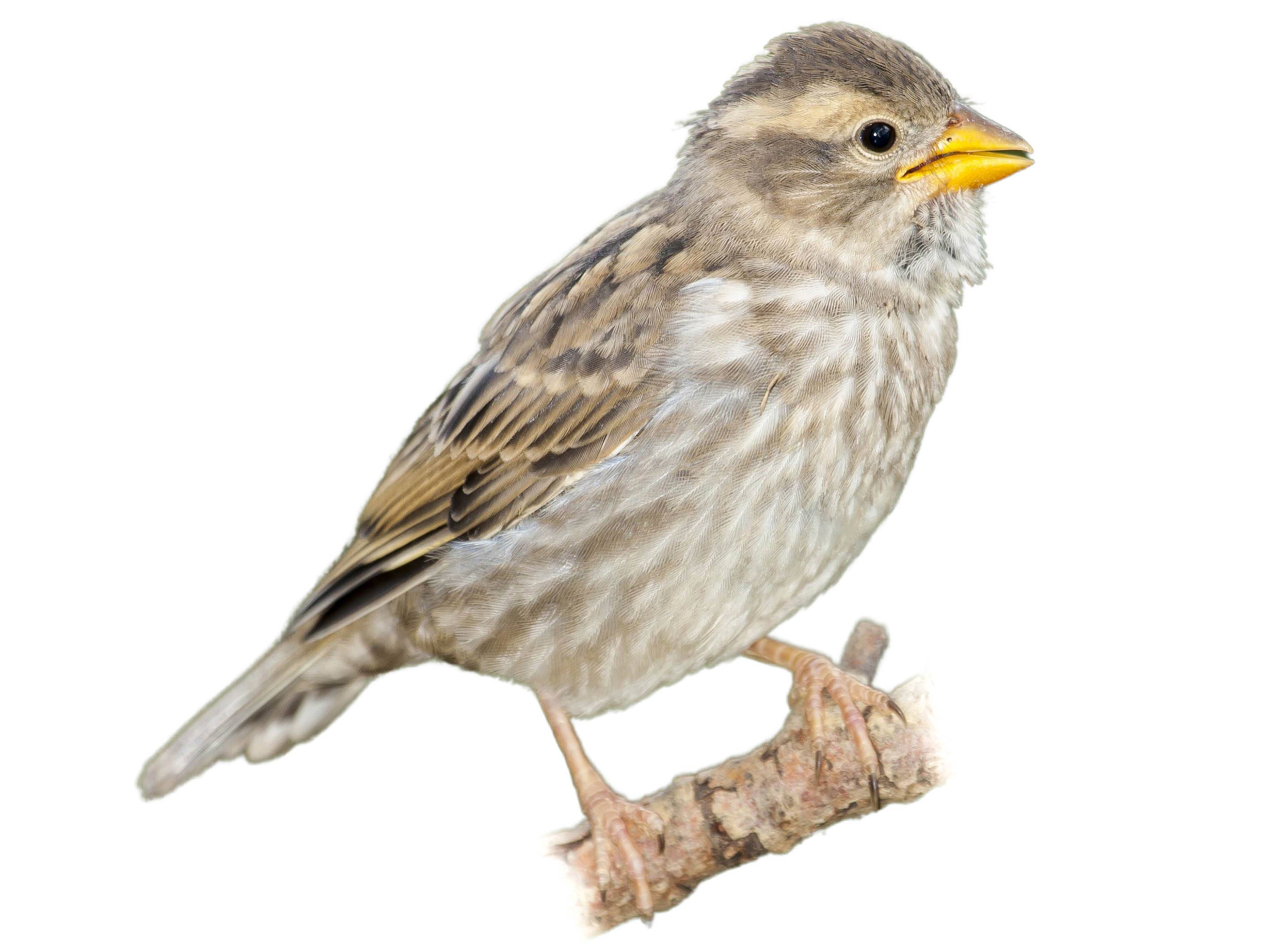 A photo of a Rock Sparrow (Petronia petronia)