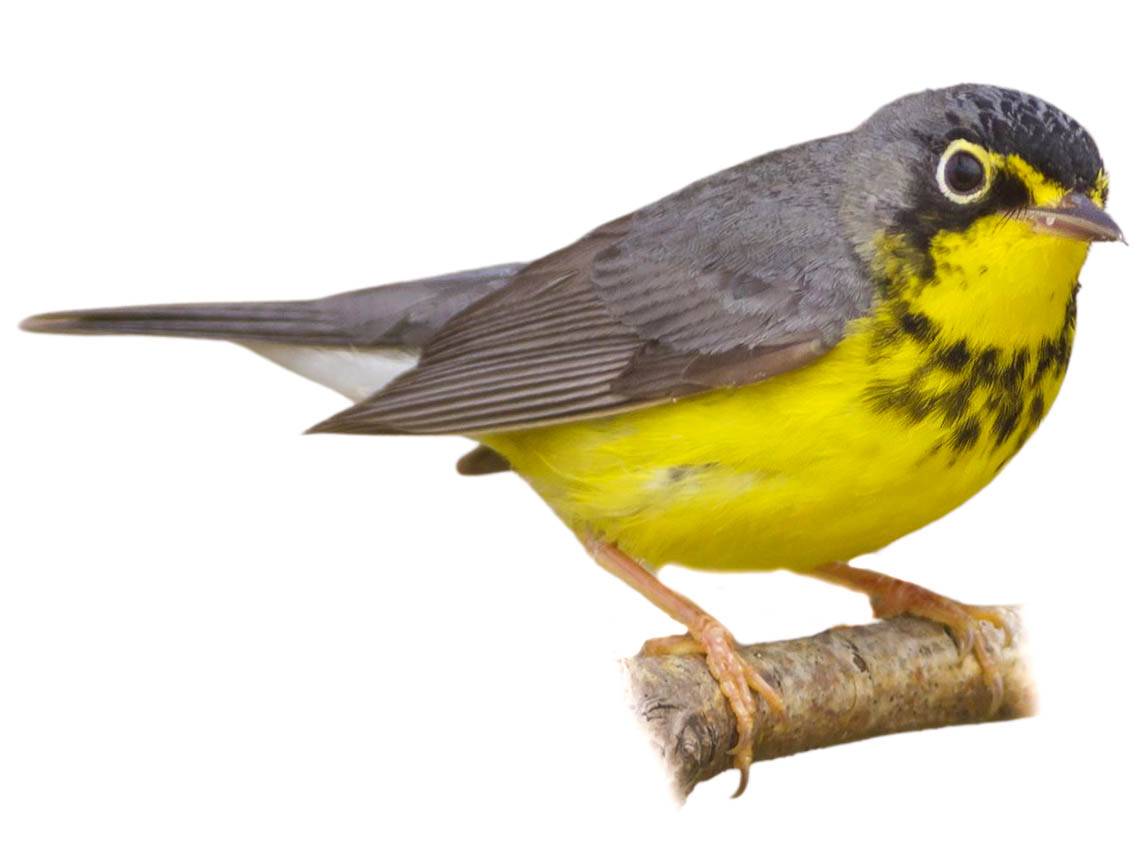 A photo of a Canada Warbler (Cardellina canadensis), male