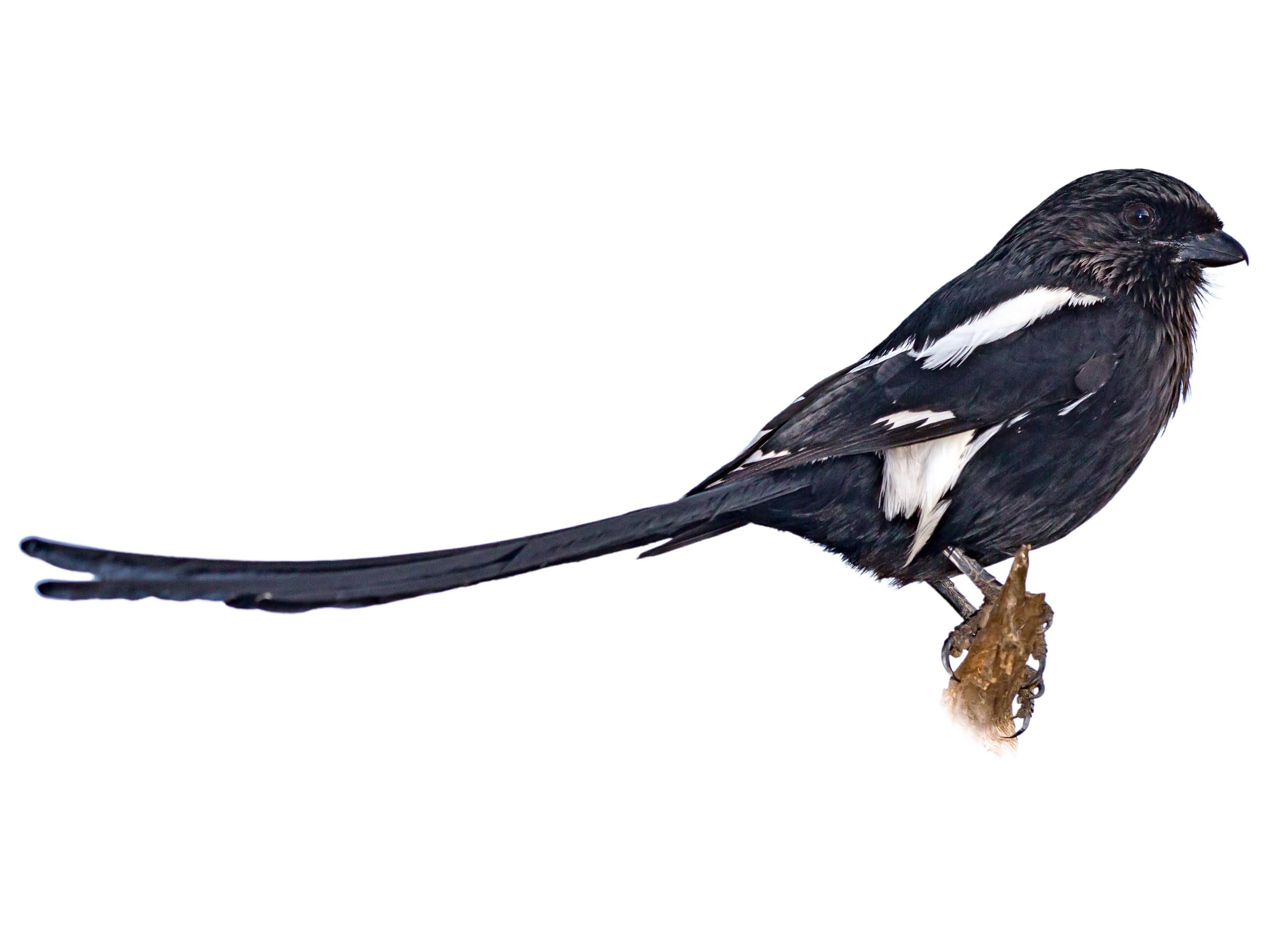 A photo of a Magpie Shrike (Urolestes melanoleucus)