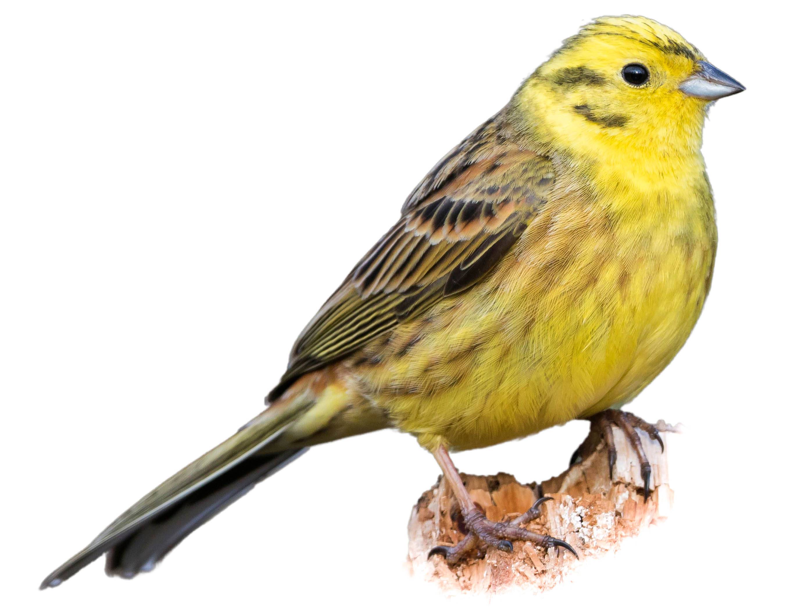 A photo of a Yellowhammer (Emberiza citrinella), male