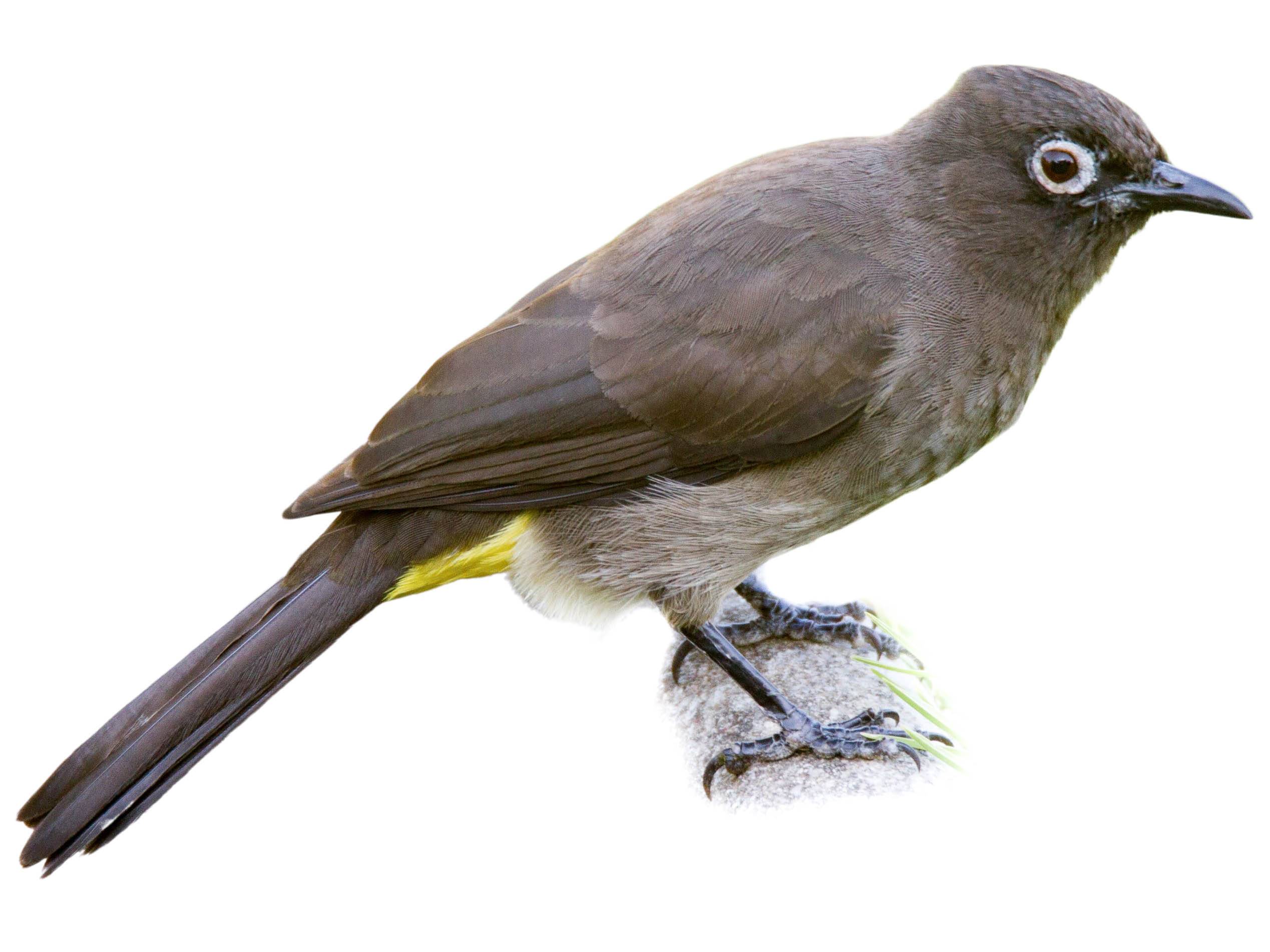 A photo of a Cape Bulbul (Pycnonotus capensis)