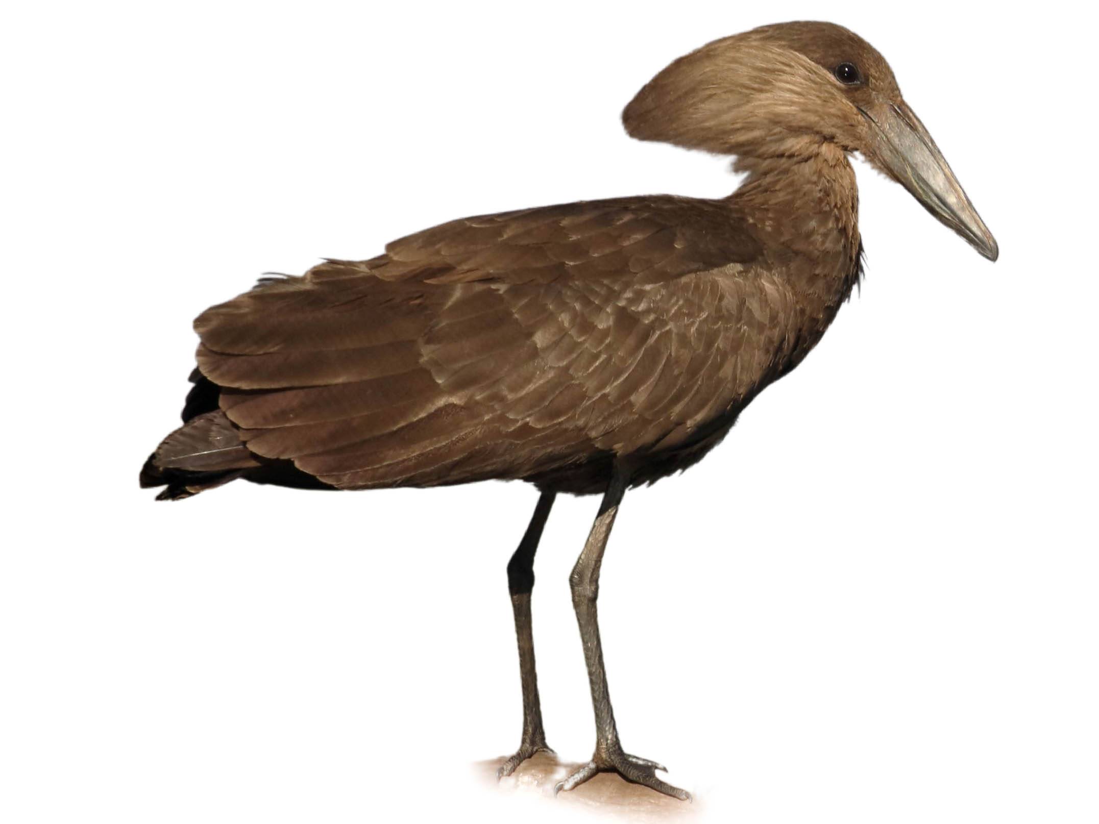 A photo of a Hamerkop (Scopus umbretta)