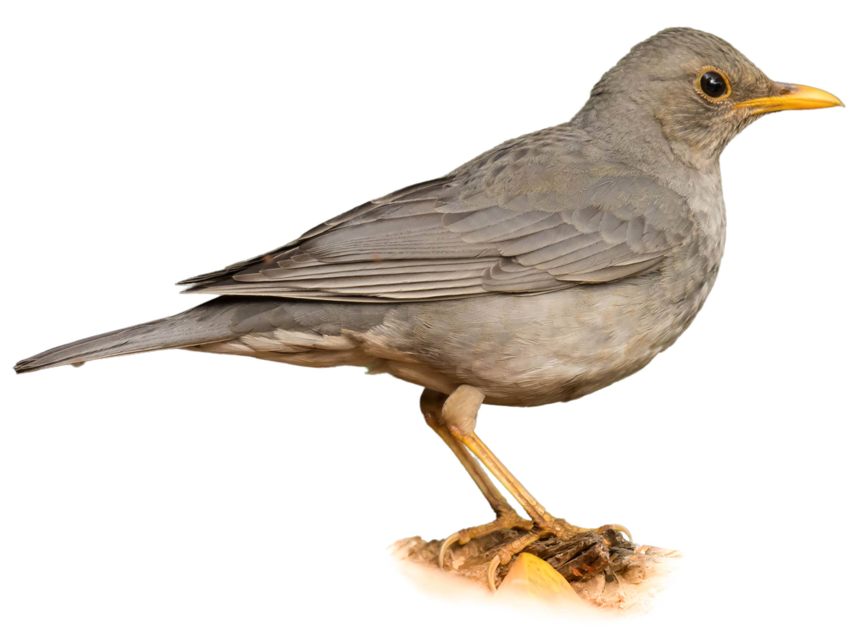 A photo of a Tickell's Thrush (Turdus unicolor), male