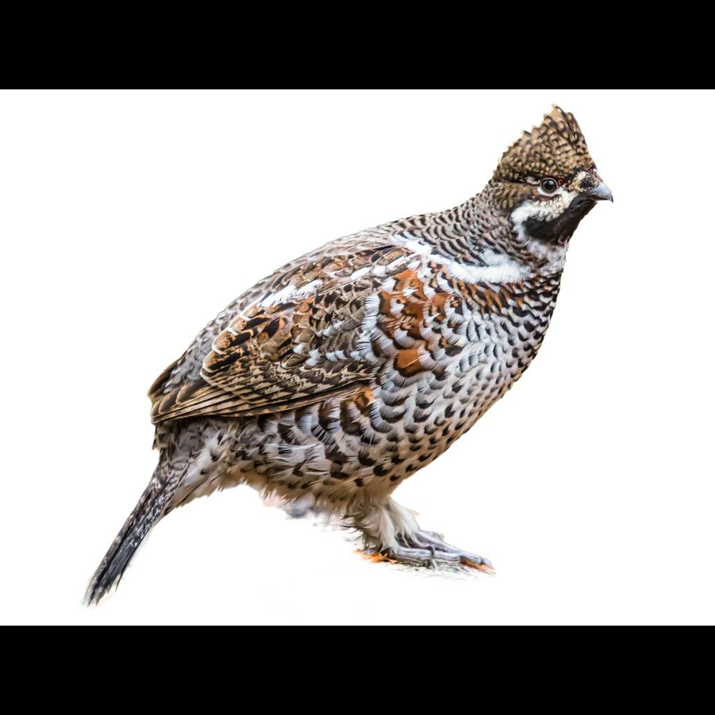 Hazel Grouse Tetrastes Bonasia Identification Birda hazel-grouse-tetrastes-bonasia-identification-birda