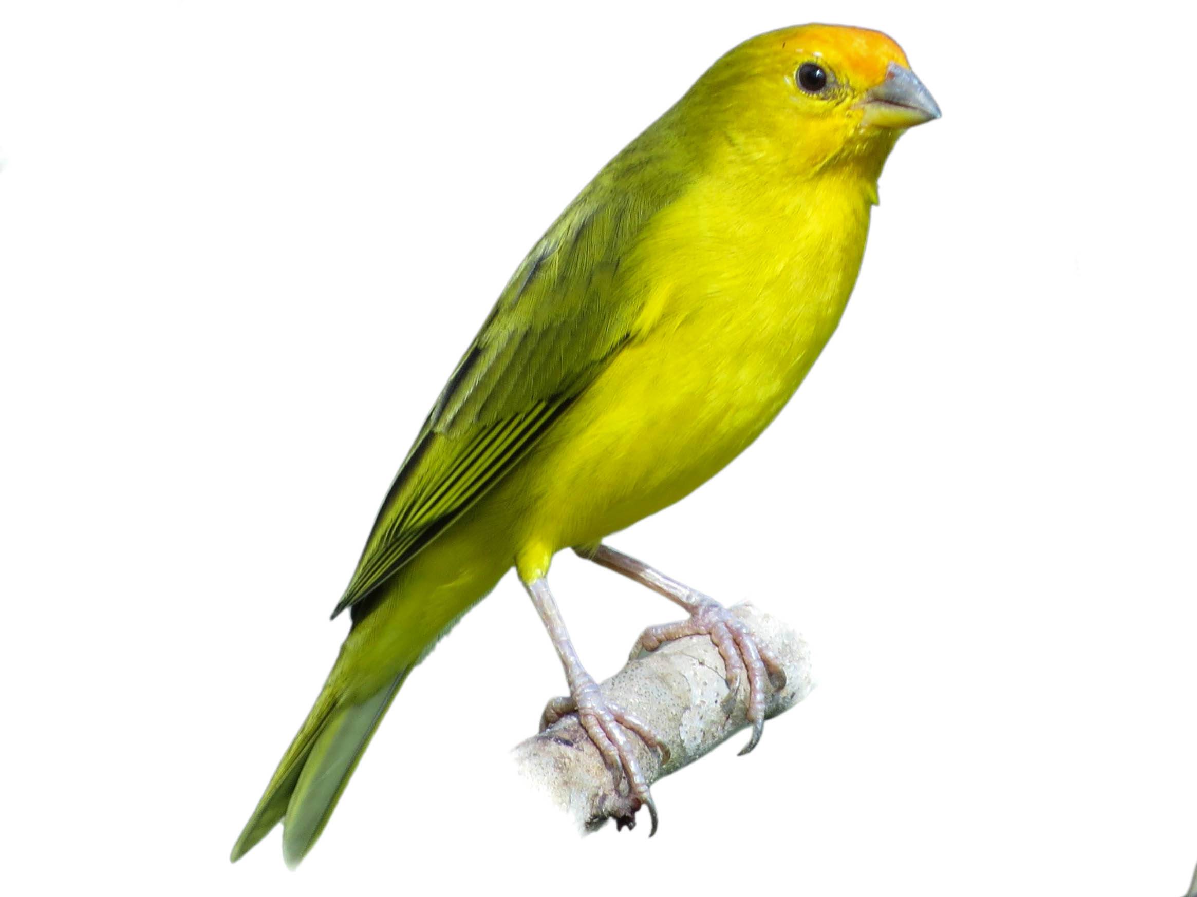 A photo of a Orange-fronted Yellow Finch (Sicalis columbiana), male