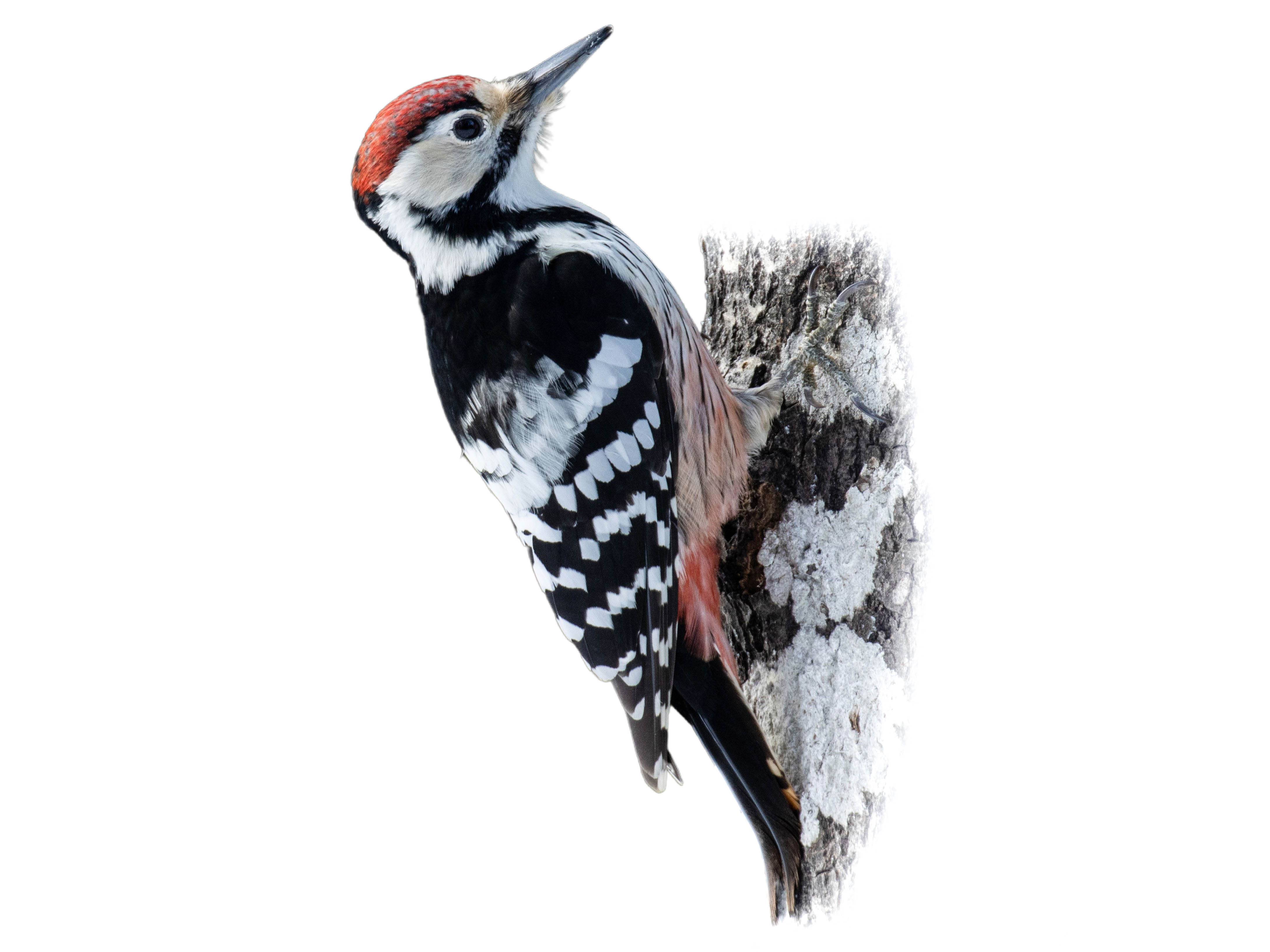 A photo of a White-backed Woodpecker (Dendrocopos leucotos), male