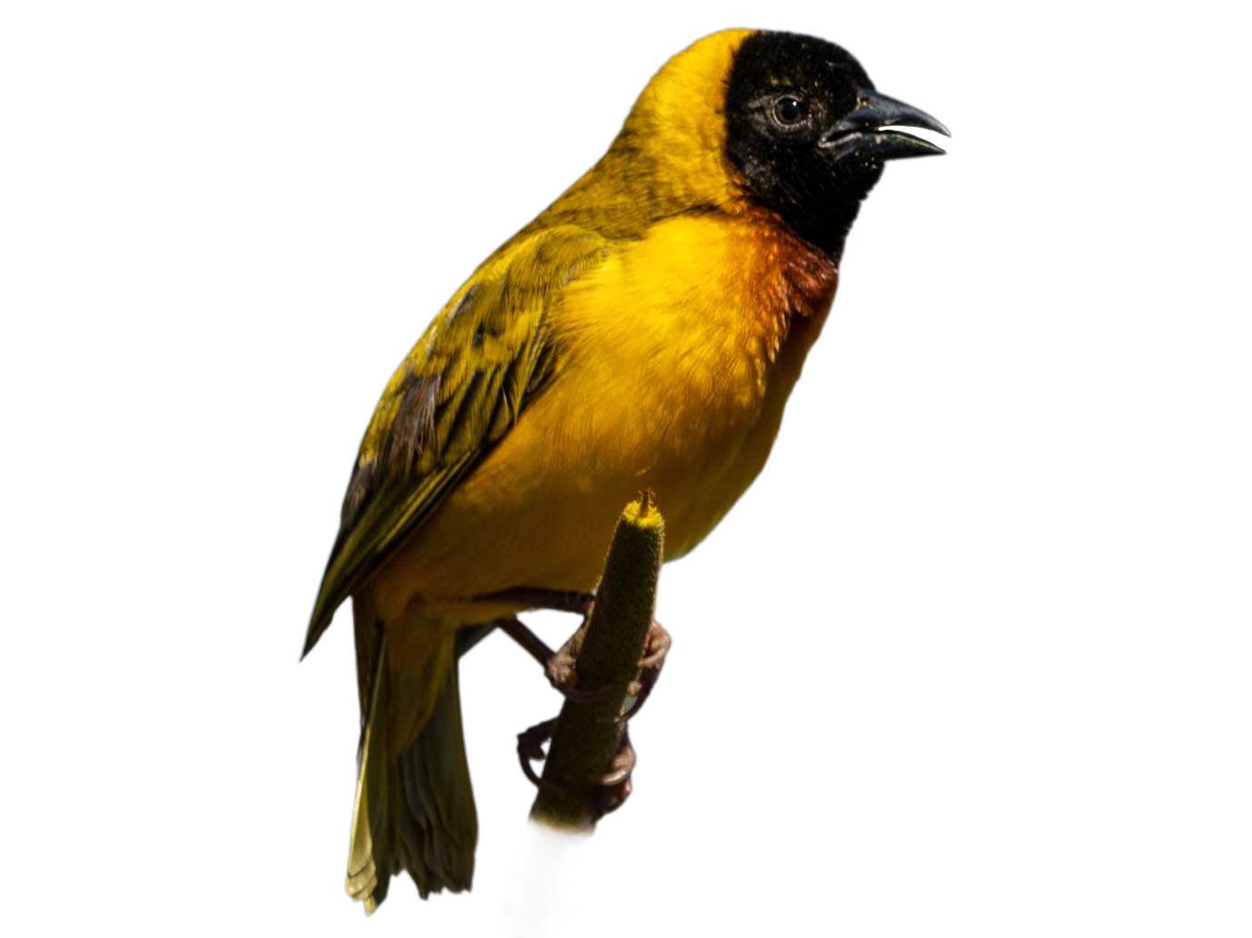 A photo of a Black-headed Weaver (Ploceus melanocephalus), male