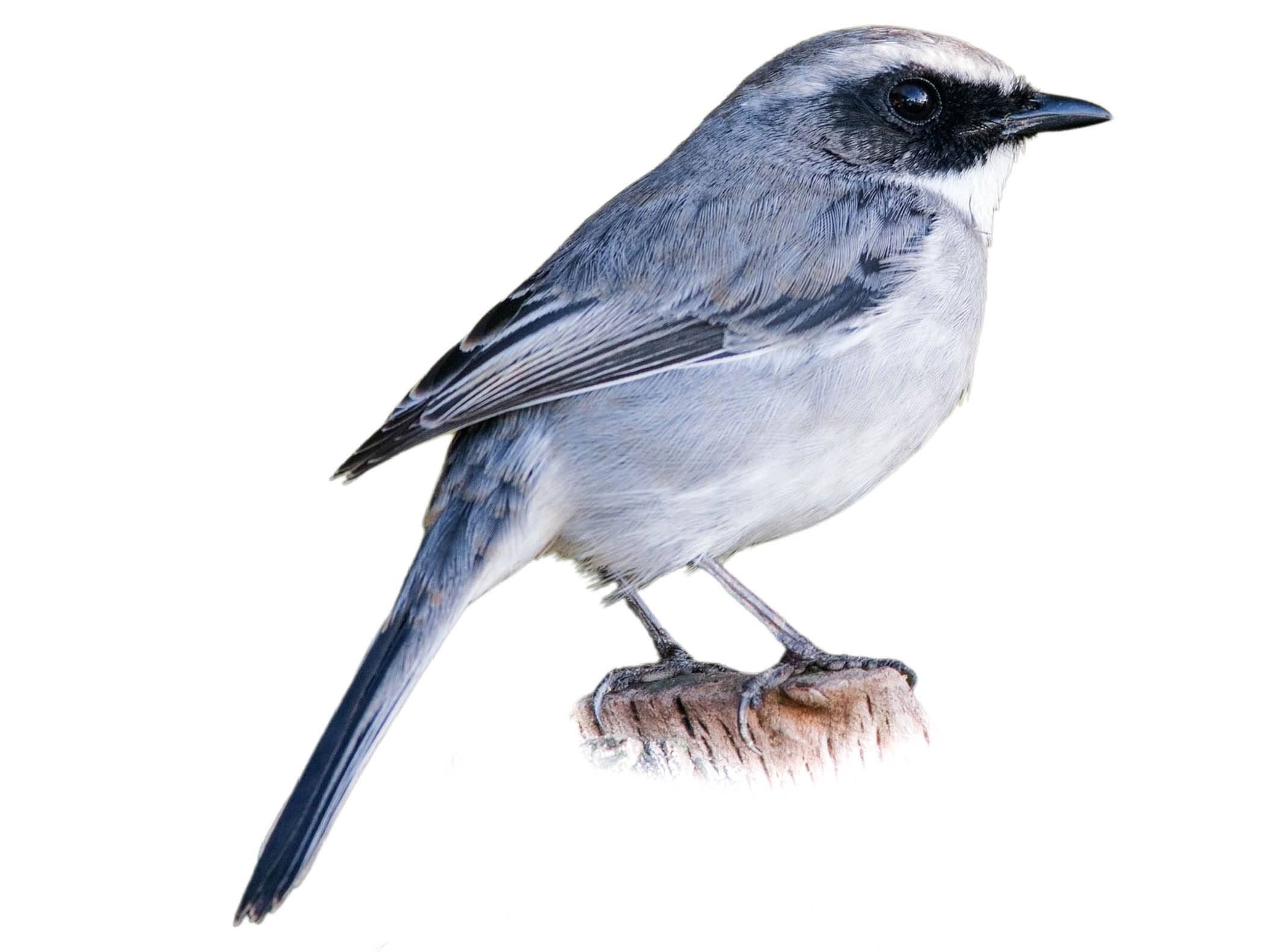 A photo of a Grey Bush Chat (Saxicola ferreus), male