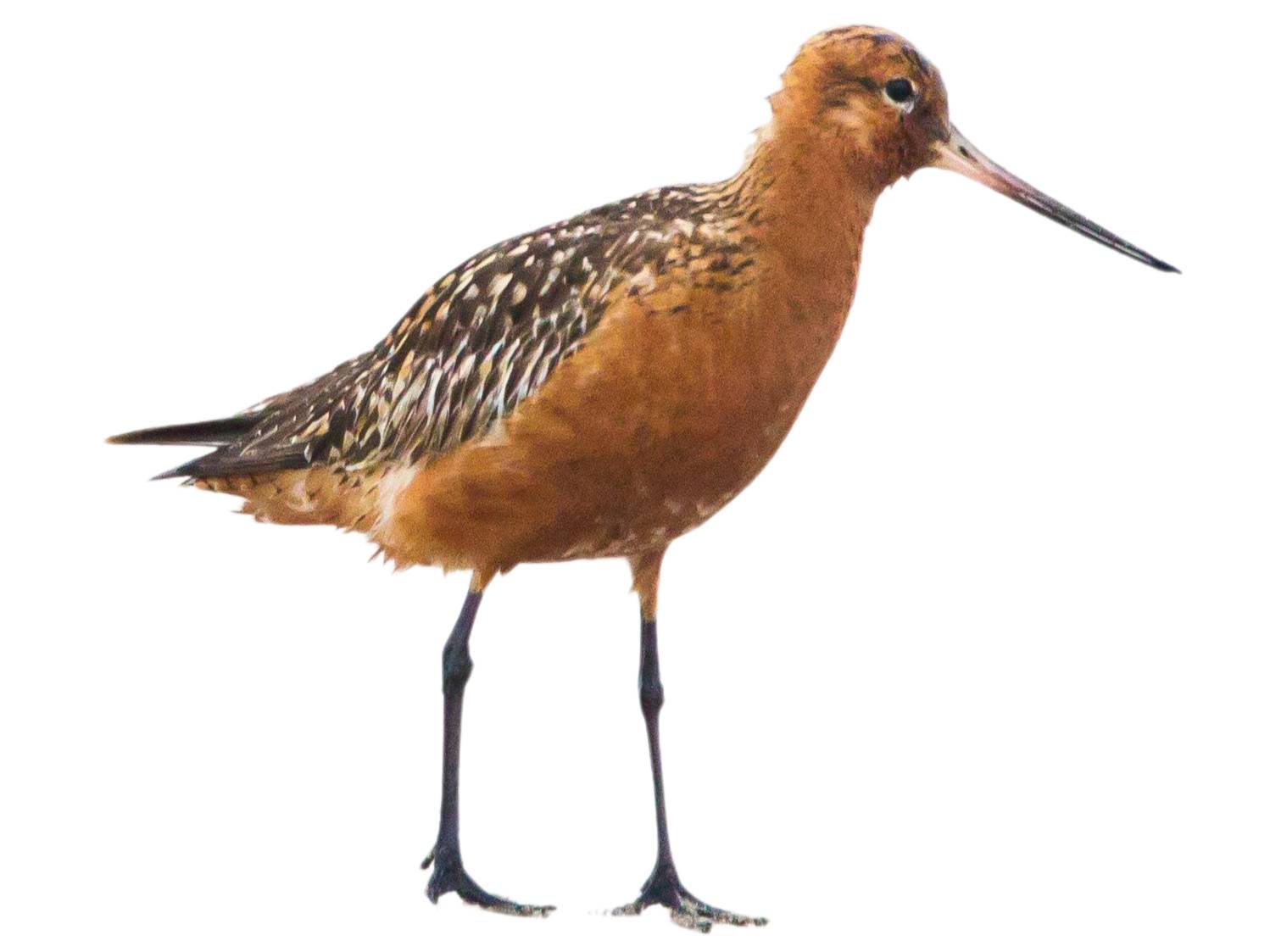 A photo of a Bar-tailed Godwit (Limosa lapponica), male