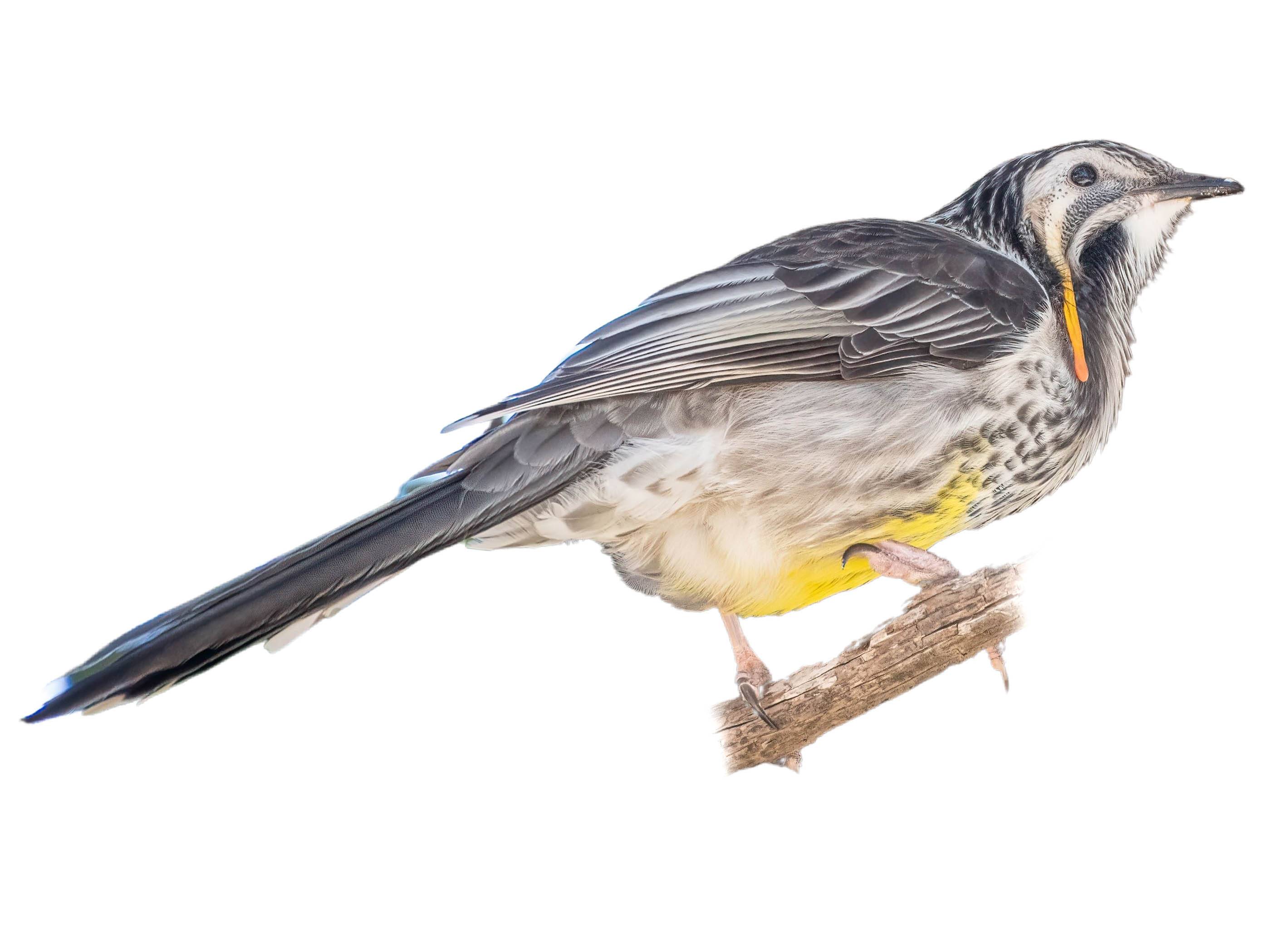 A photo of a Yellow Wattlebird (Anthochaera paradoxa)